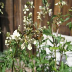 YouTube: Honey Harvesting Tricks for Home Gardeners