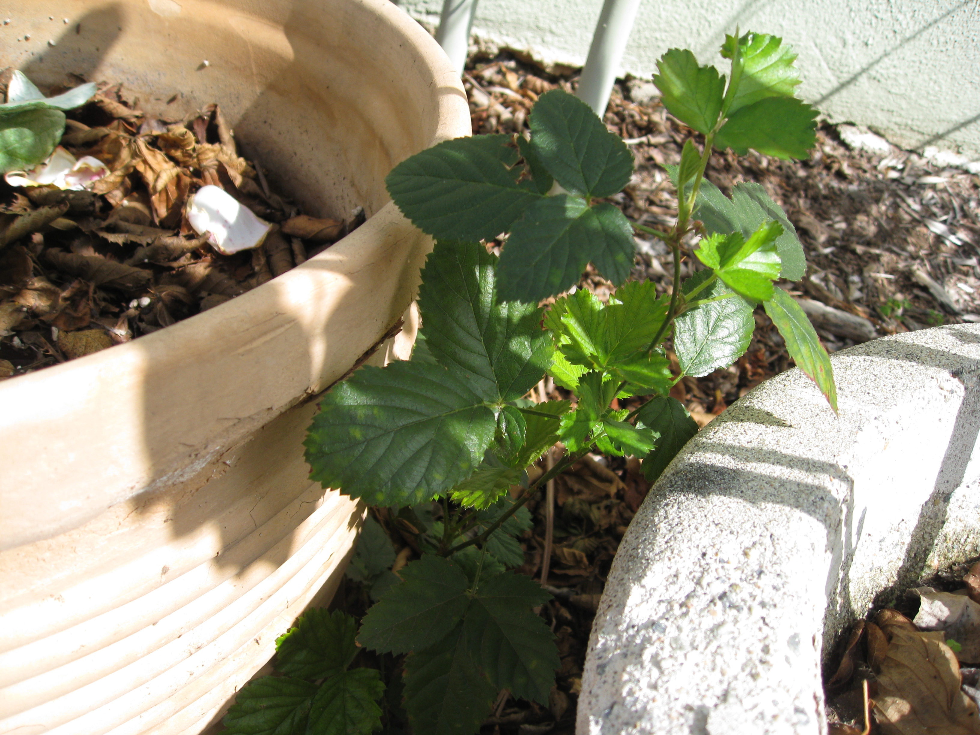 It's time to dig up blackberry runners before they take over. This one grows between two potted plants. 