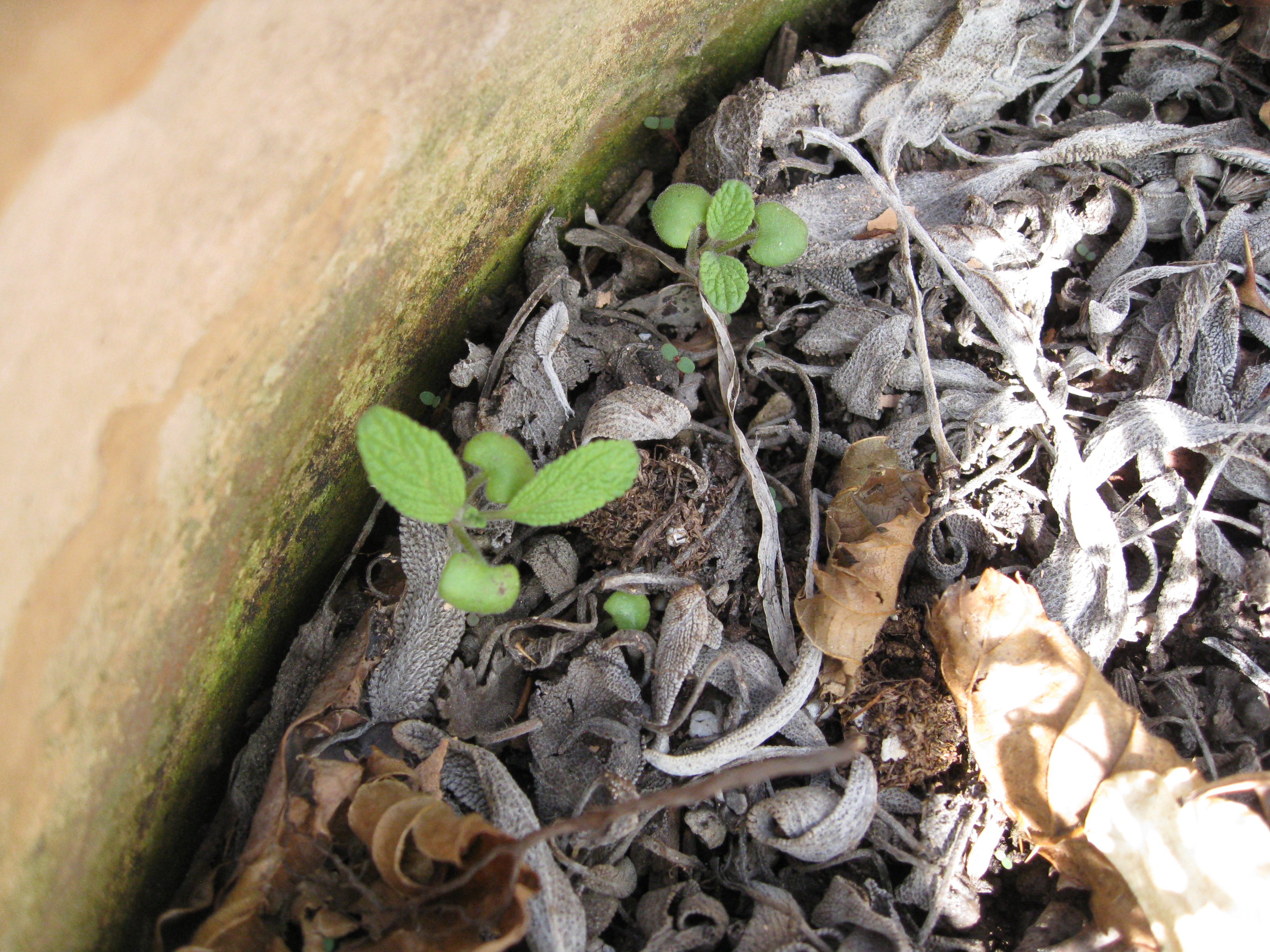 Sage sprouts among dead sage plants. New life replaces old as spring draws near. 