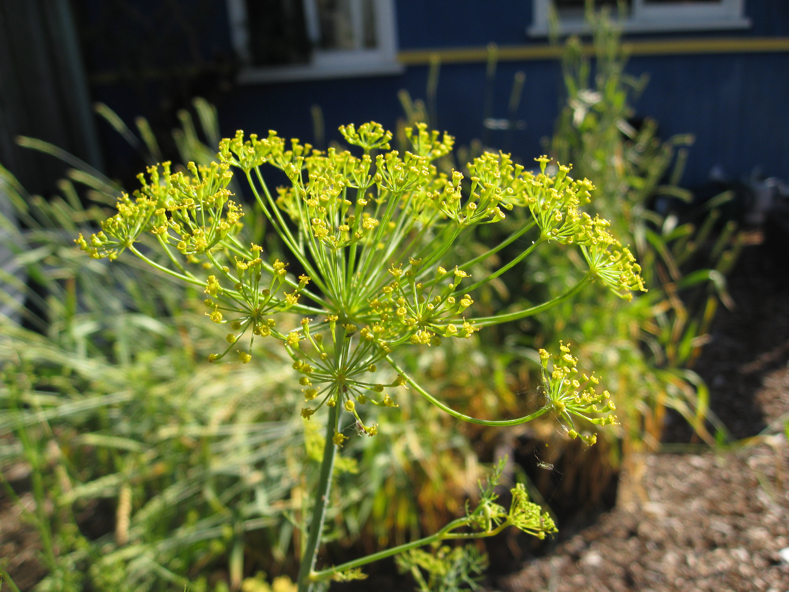 Dill going to seed. These umbels attract beneficial insects to the garden. 