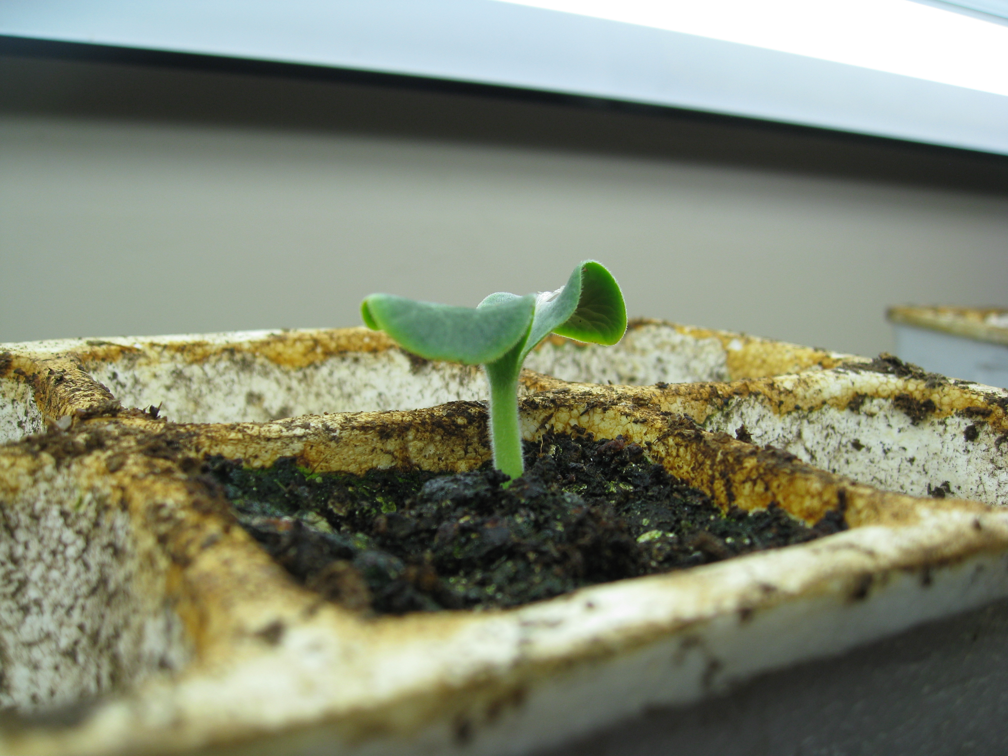 Butternut squash seedling pokes out of the seed tray.
