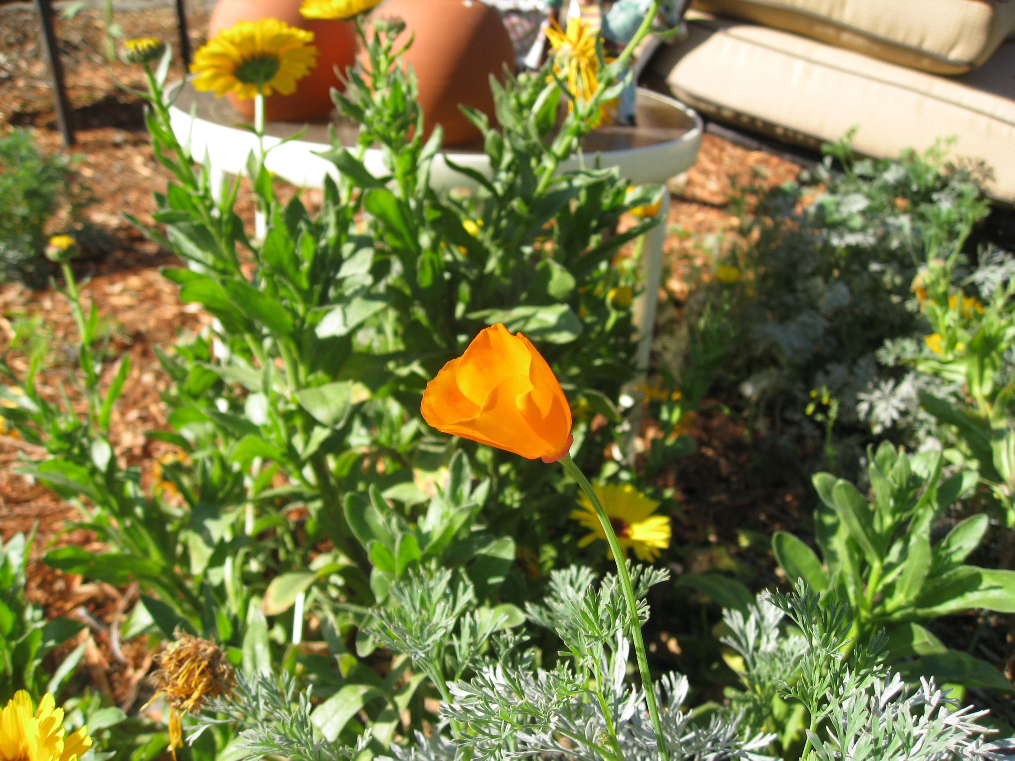 California poppies and calendula help provide pollen and nectar. 