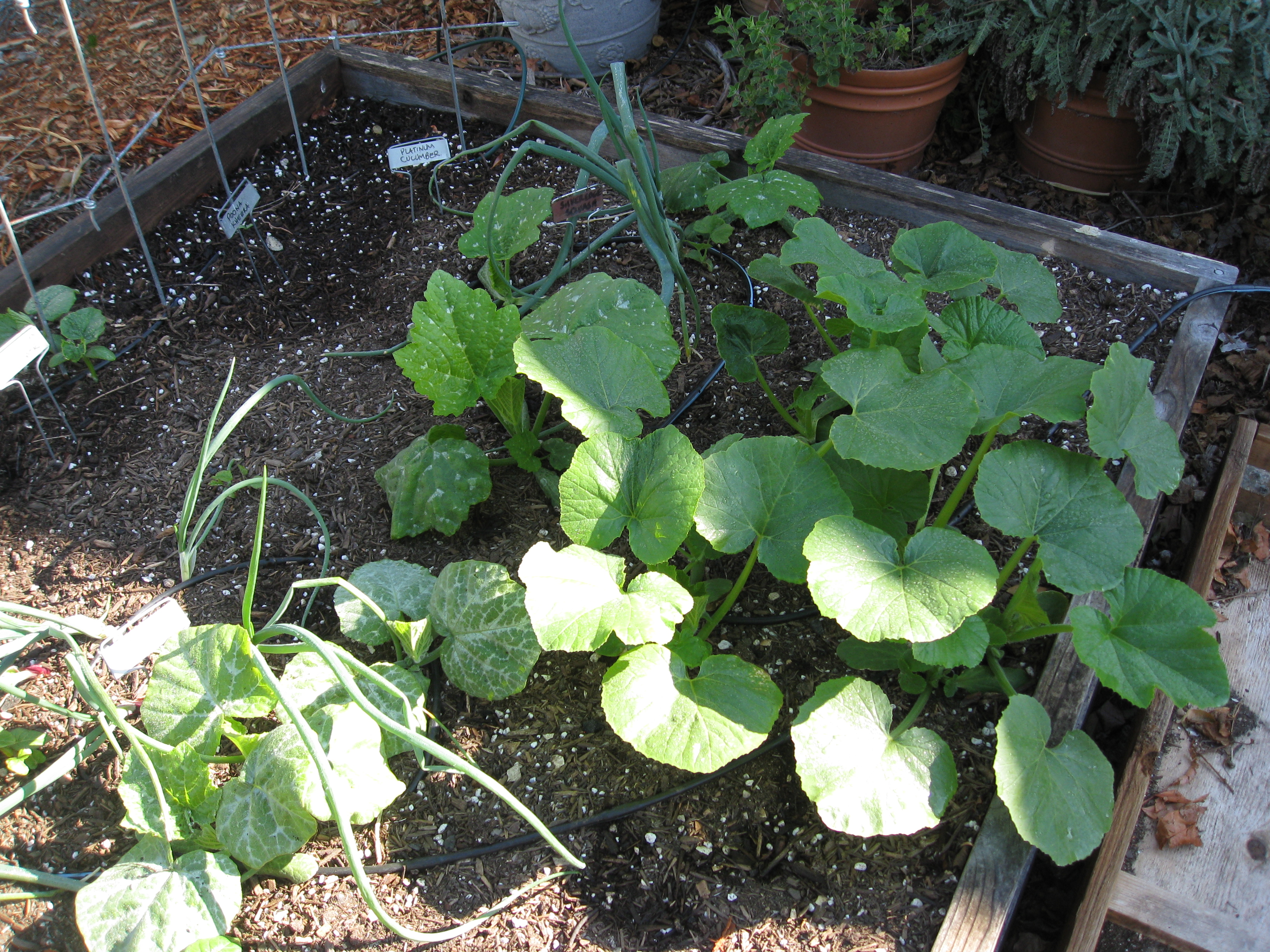 Winter squash and cucumbers start to take over a garden bed.