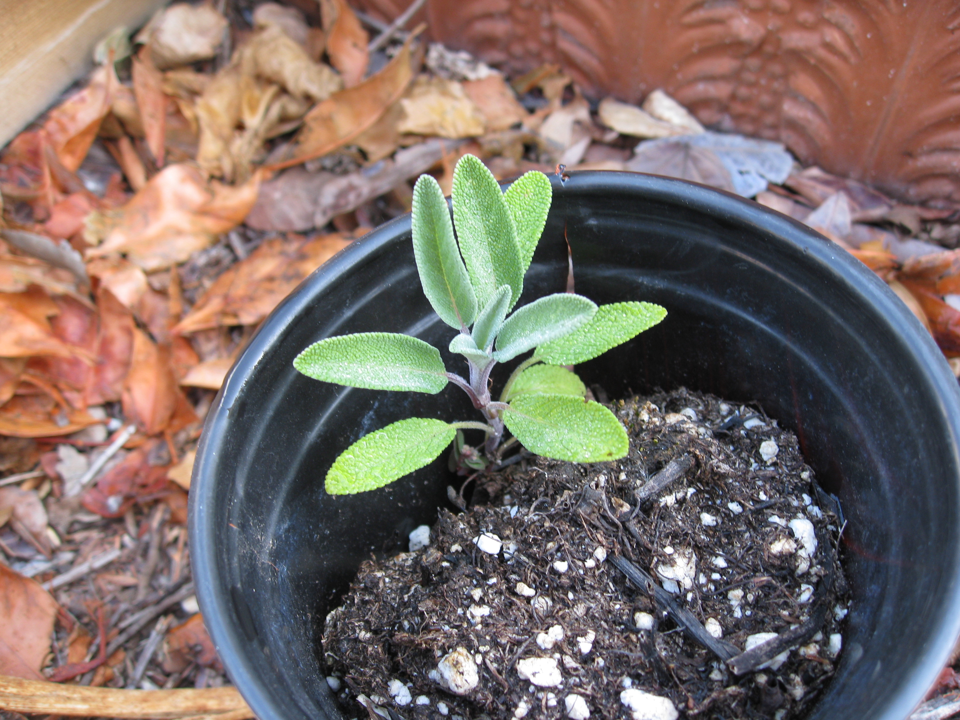 Sage volunteered in a small pot. We'll transplant it out soon.