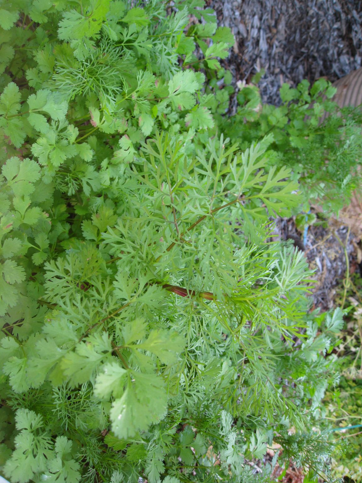 cilantro-bolting-to-seed-gardenerd