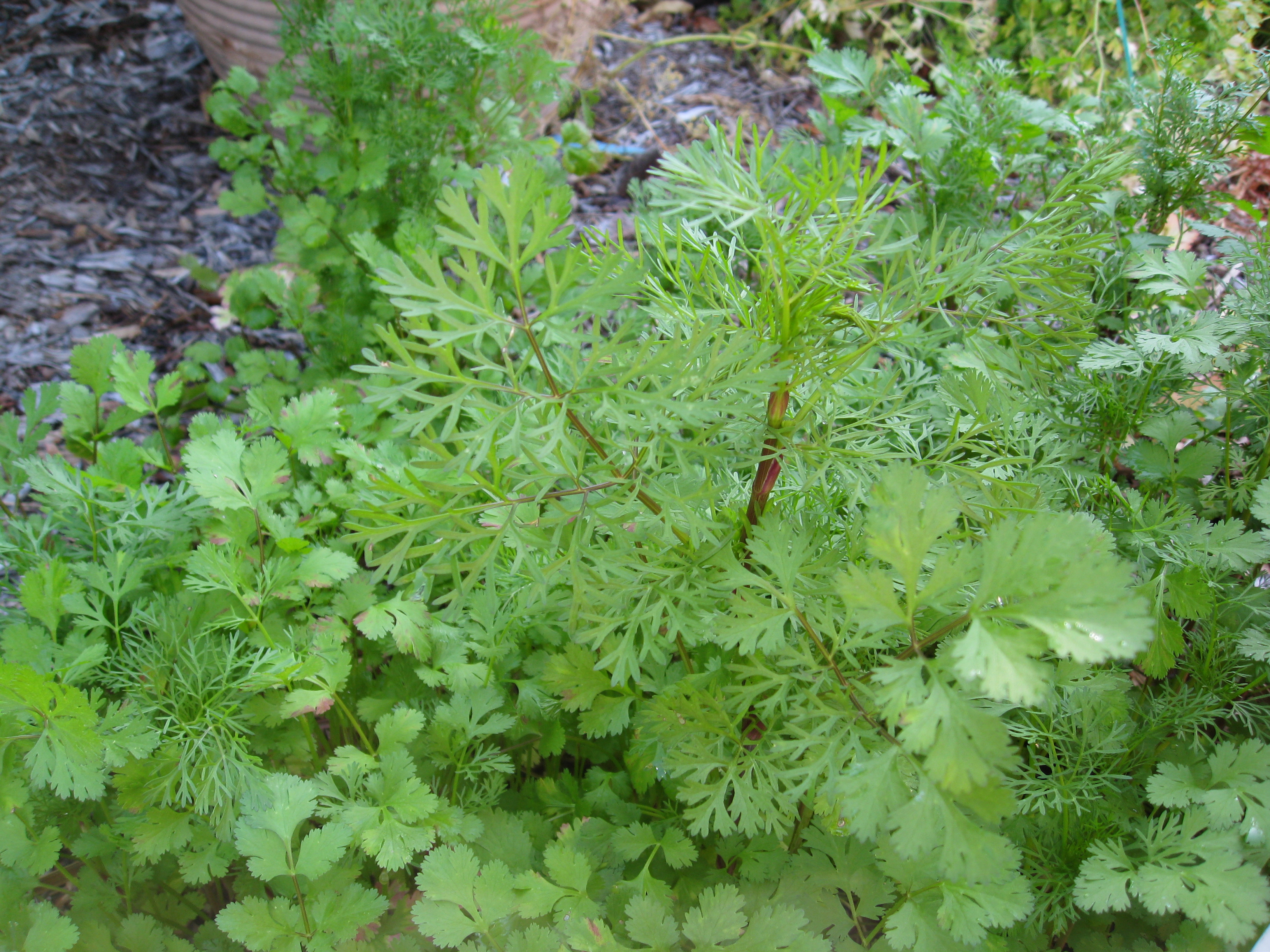 Volunteer cilantro bolts to seed. We'll harvest and puree with a little oil and freeze it for later. 