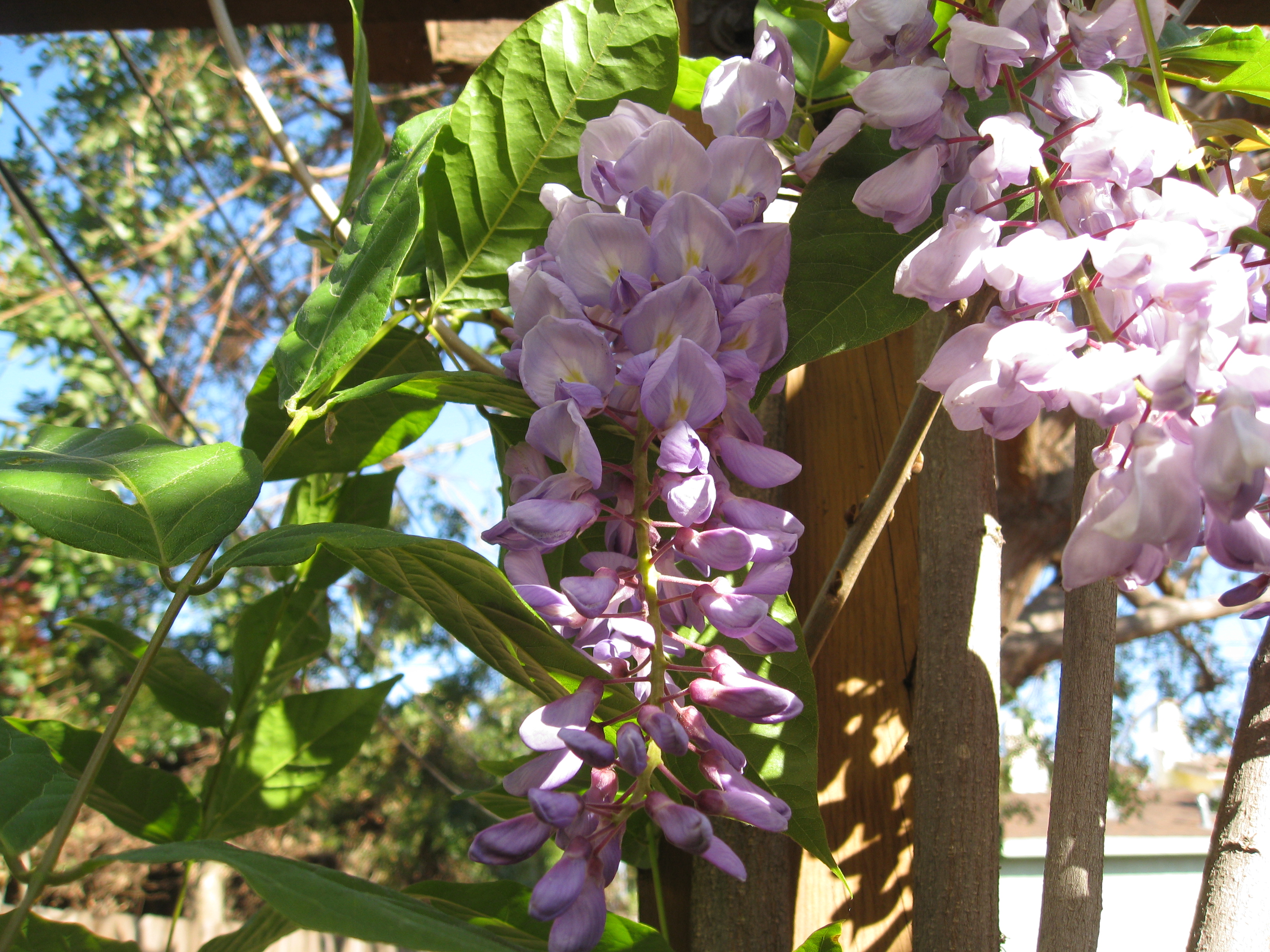 Wisteria finishes up its bloom time. Sweet smells abound. 