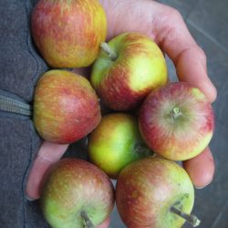 Thinning Fruit on Apple Trees