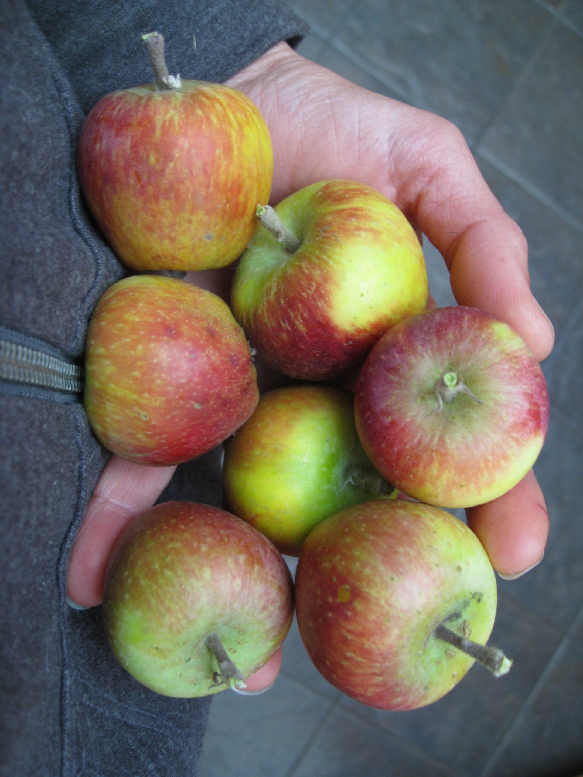 You are currently viewing Thinning Fruit on Apple Trees