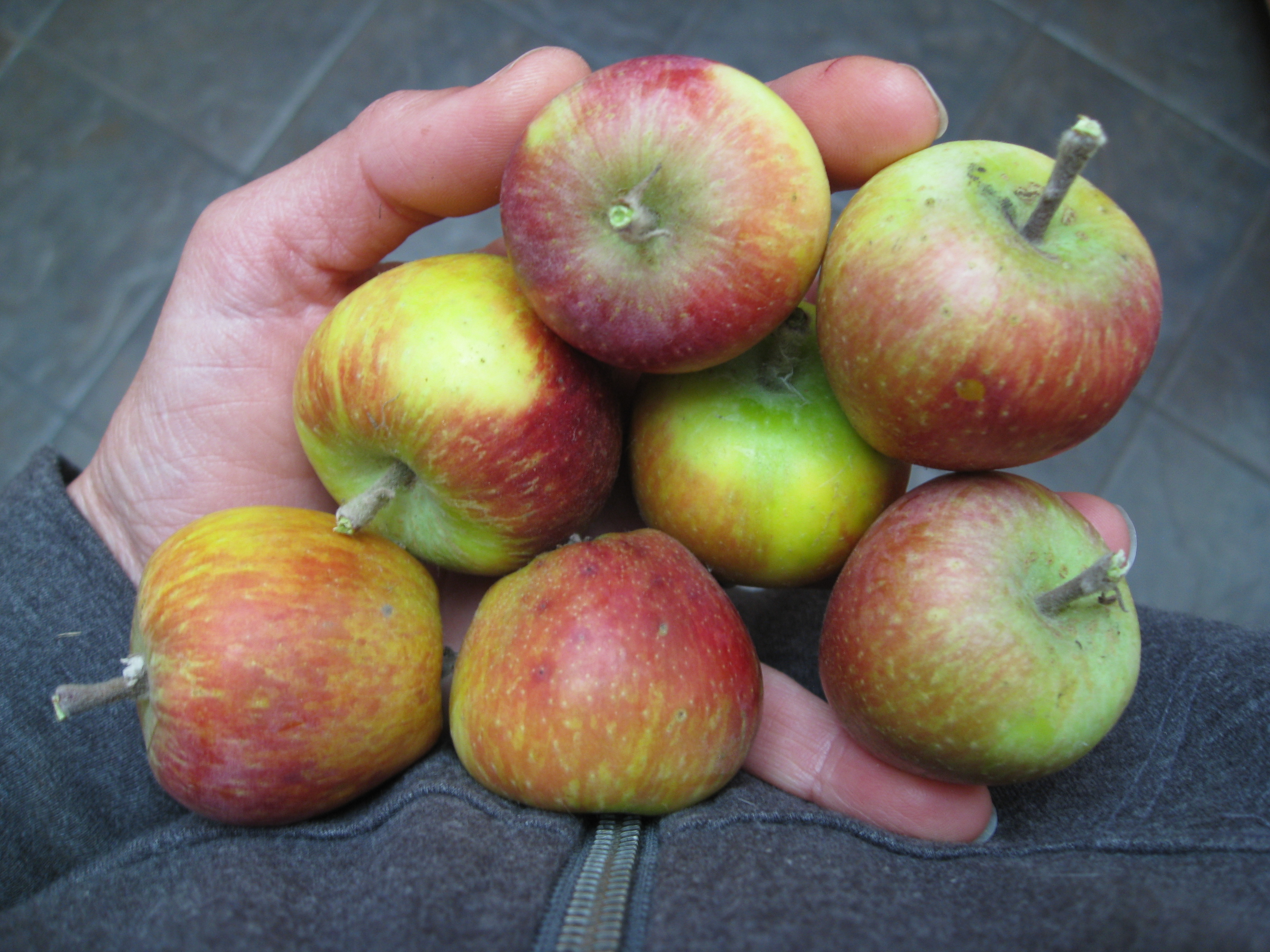 Fuji Apple Tree  Grow Organic Apples At Home - PlantingTree