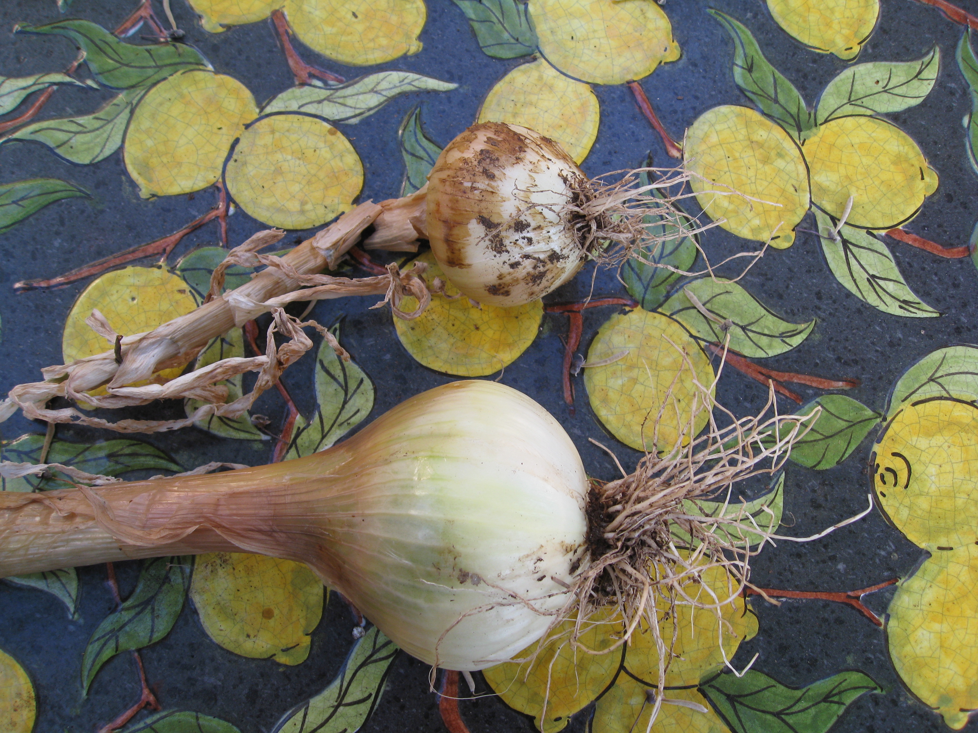 One onion flopped, the other flowered. We pulled them both to dry down for curing. 