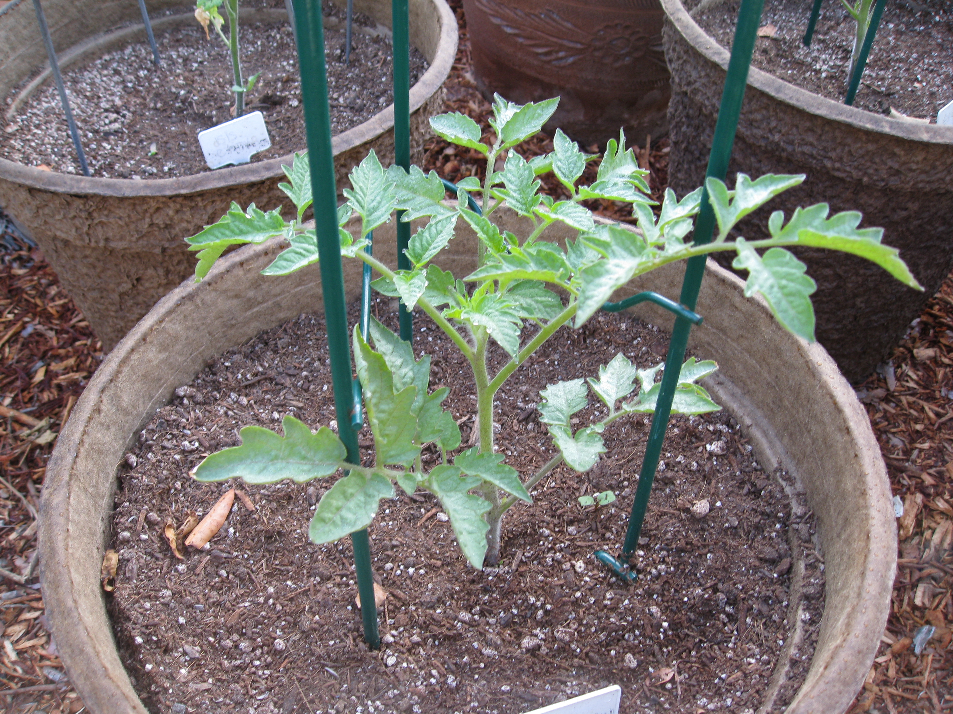 Tomato plants increase in size weekly. Give them the food they need. 