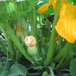 Ask Gardenerd: Squash Vine Borers