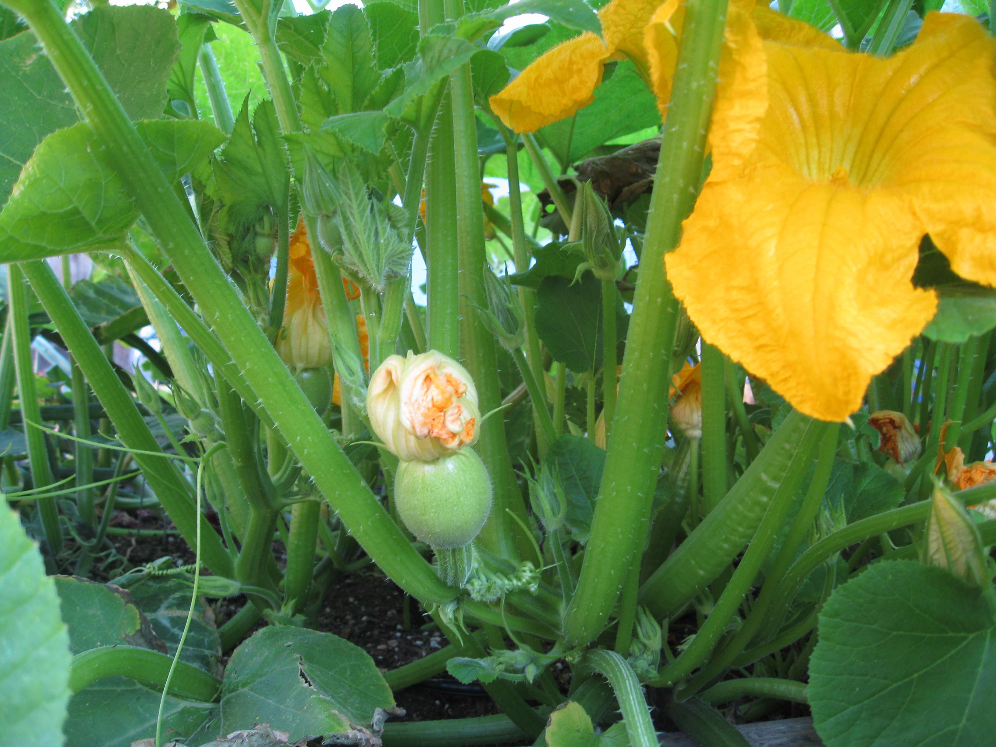 Acorn squash (or maybe not?) flowers and sets fruit.