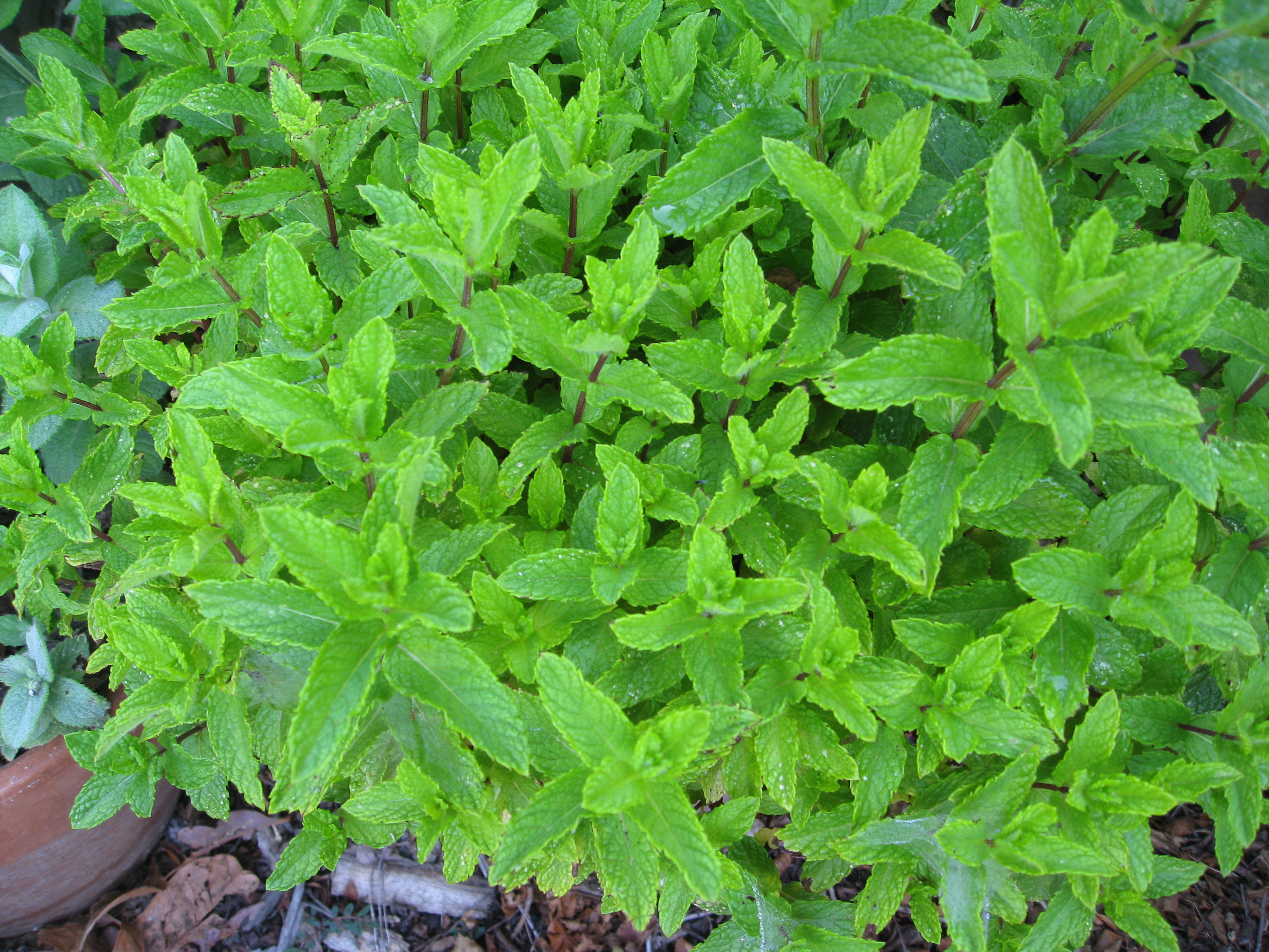 Mint is ready for use, as are many other herbs.