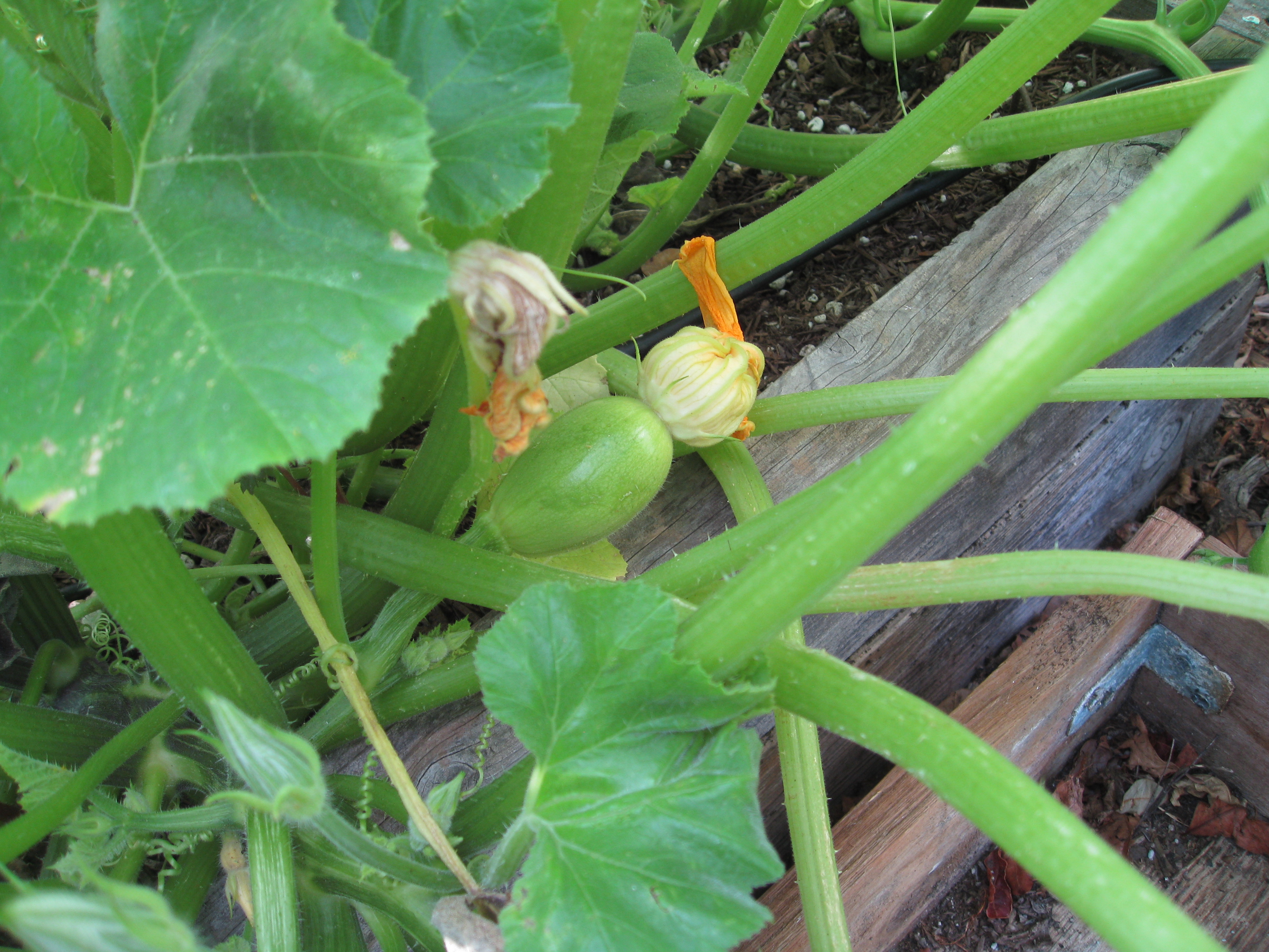 That acorn squash we planted from saved seed is not an acorn squash. 