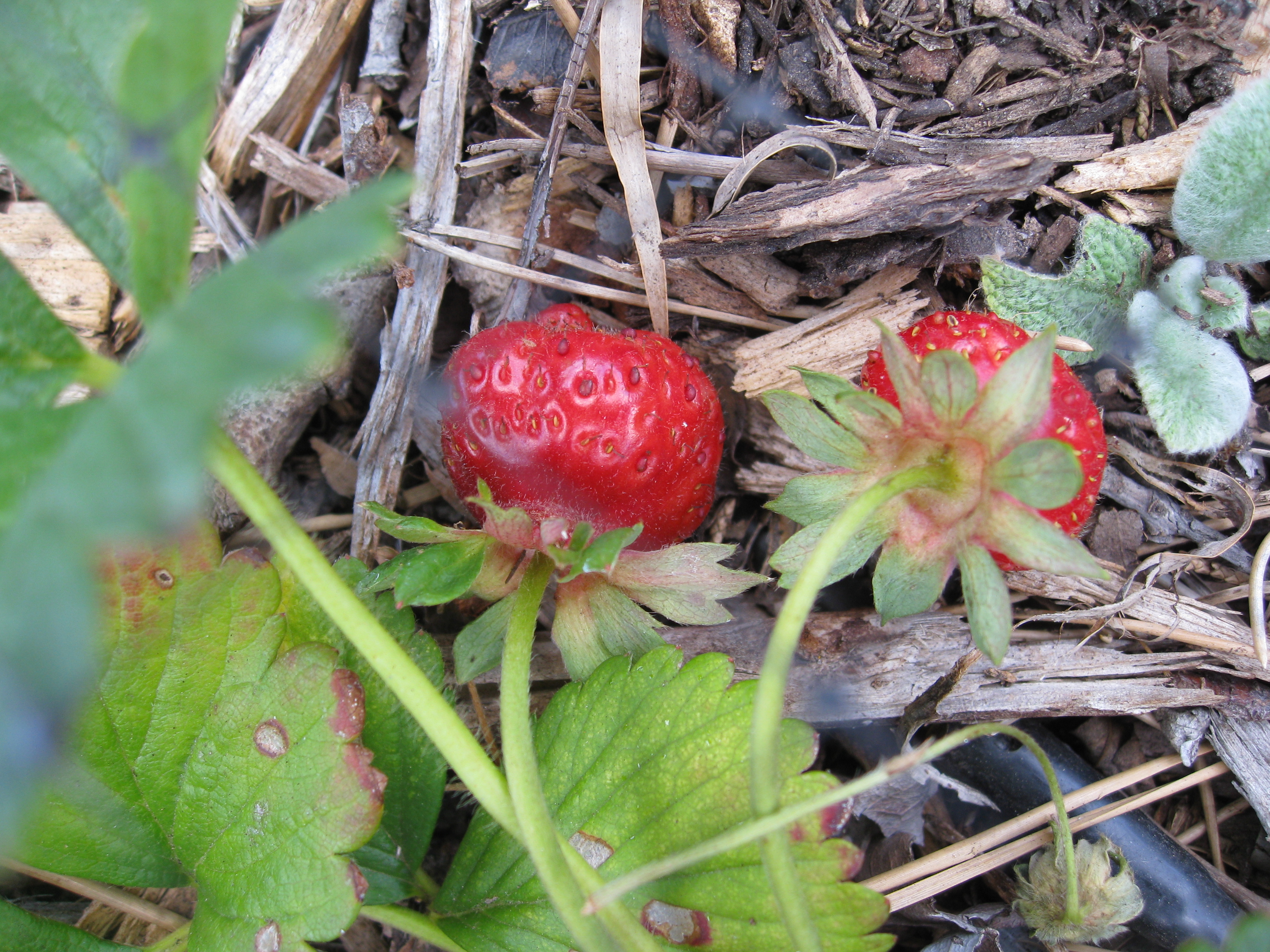 Strawberries are ripening every few days.