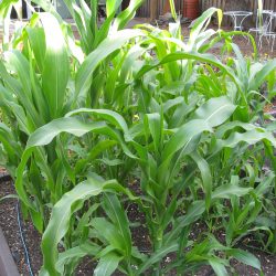 Ask Gardenerd: Can I Plant Broccoli After Corn and Beans? Let’s Talk Plant Families.