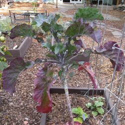 YouTube: Propagating Tree Kale