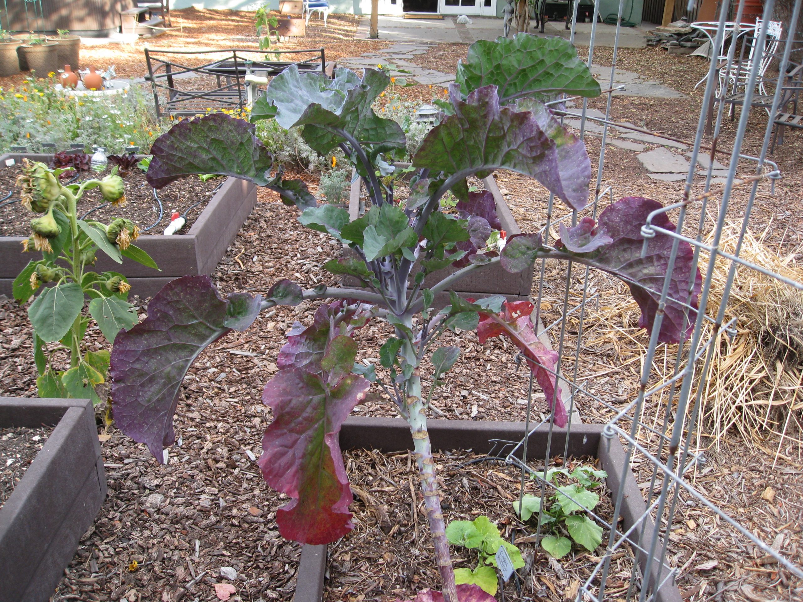 Read more about the article YouTube: Propagating Tree Kale