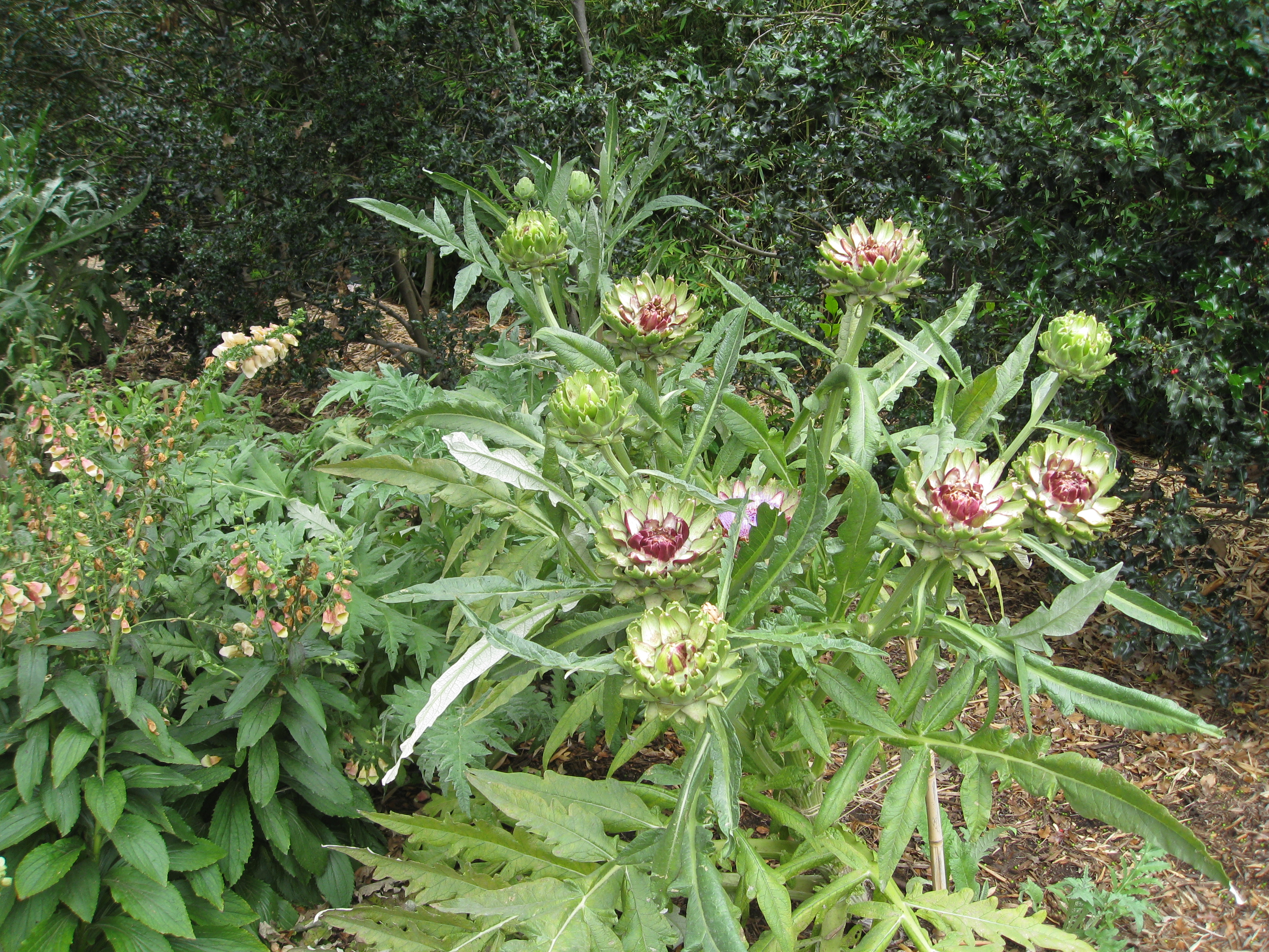 Artichokes begin to flower in the herb garden. 