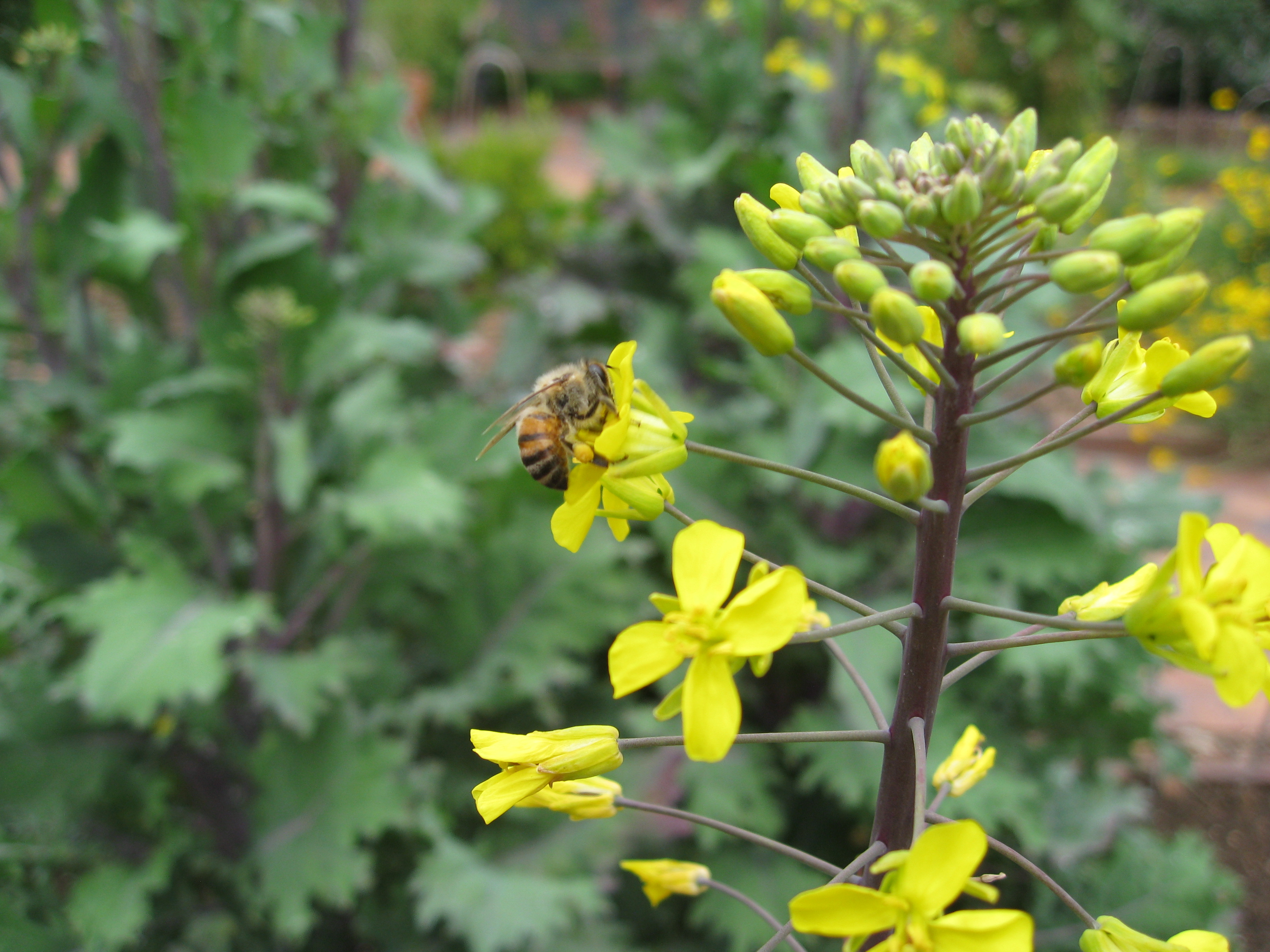 The bees enjoyed the flowers of bolting kale and mustard greens. 