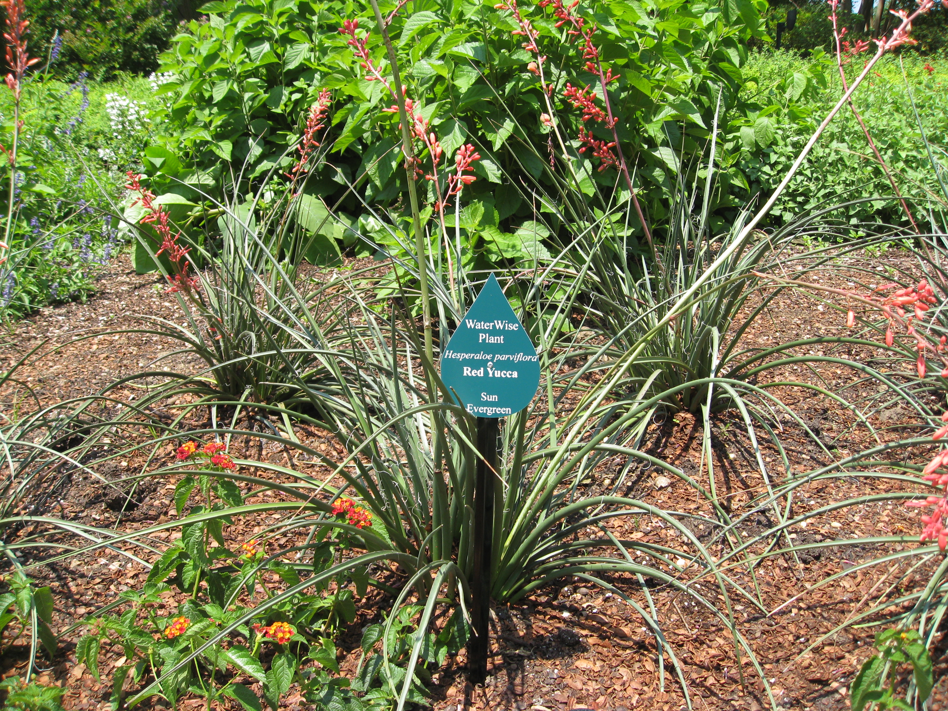 Red Yucca was found all over Dallas-area landscapes. 
