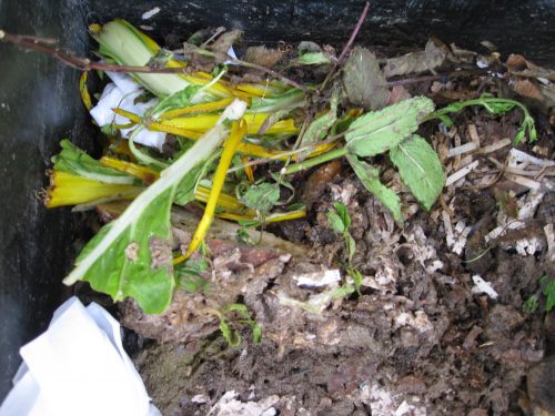 Read more about the article Ask Gardenerd: Maggots in My Compost