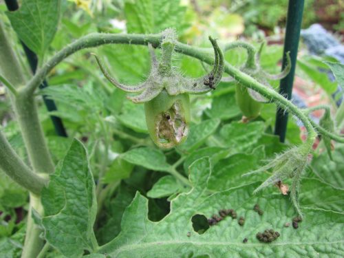 Read more about the article Tomato Worms, Flies, and Flower Drop – Oh, My!
