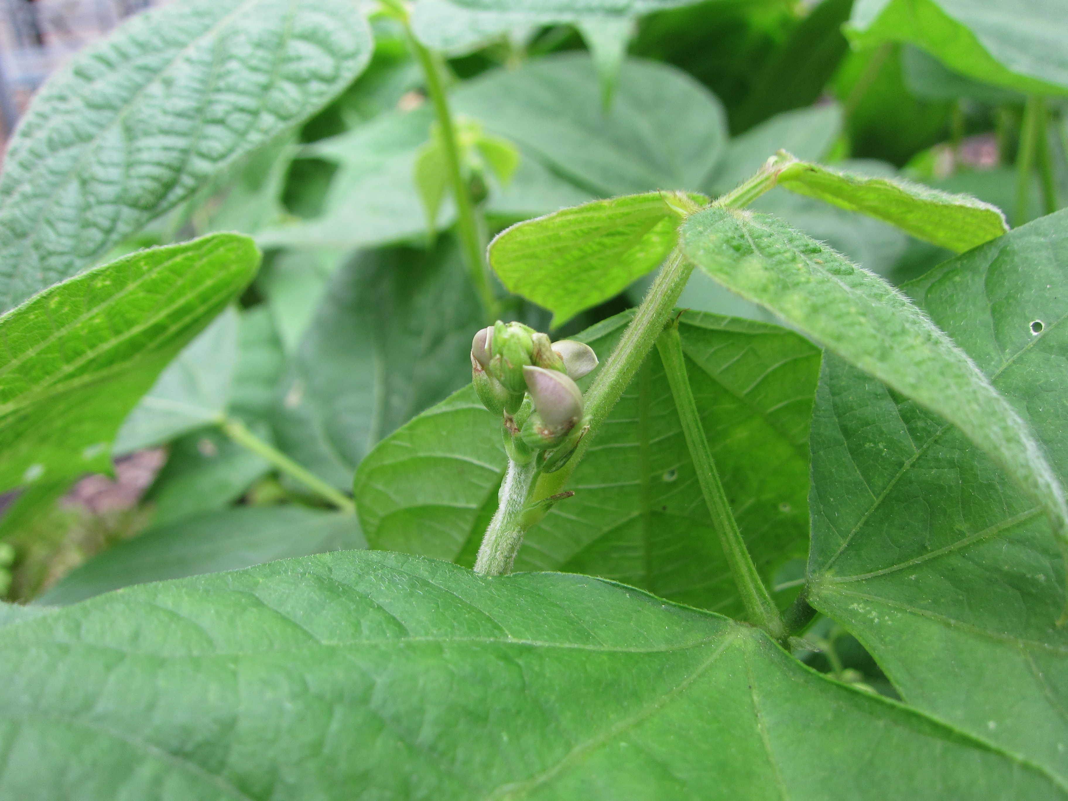 Late-spring planted bush beans are just now flowering. 