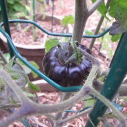 Wordless Wednesday: Summer Gardening Never Stops