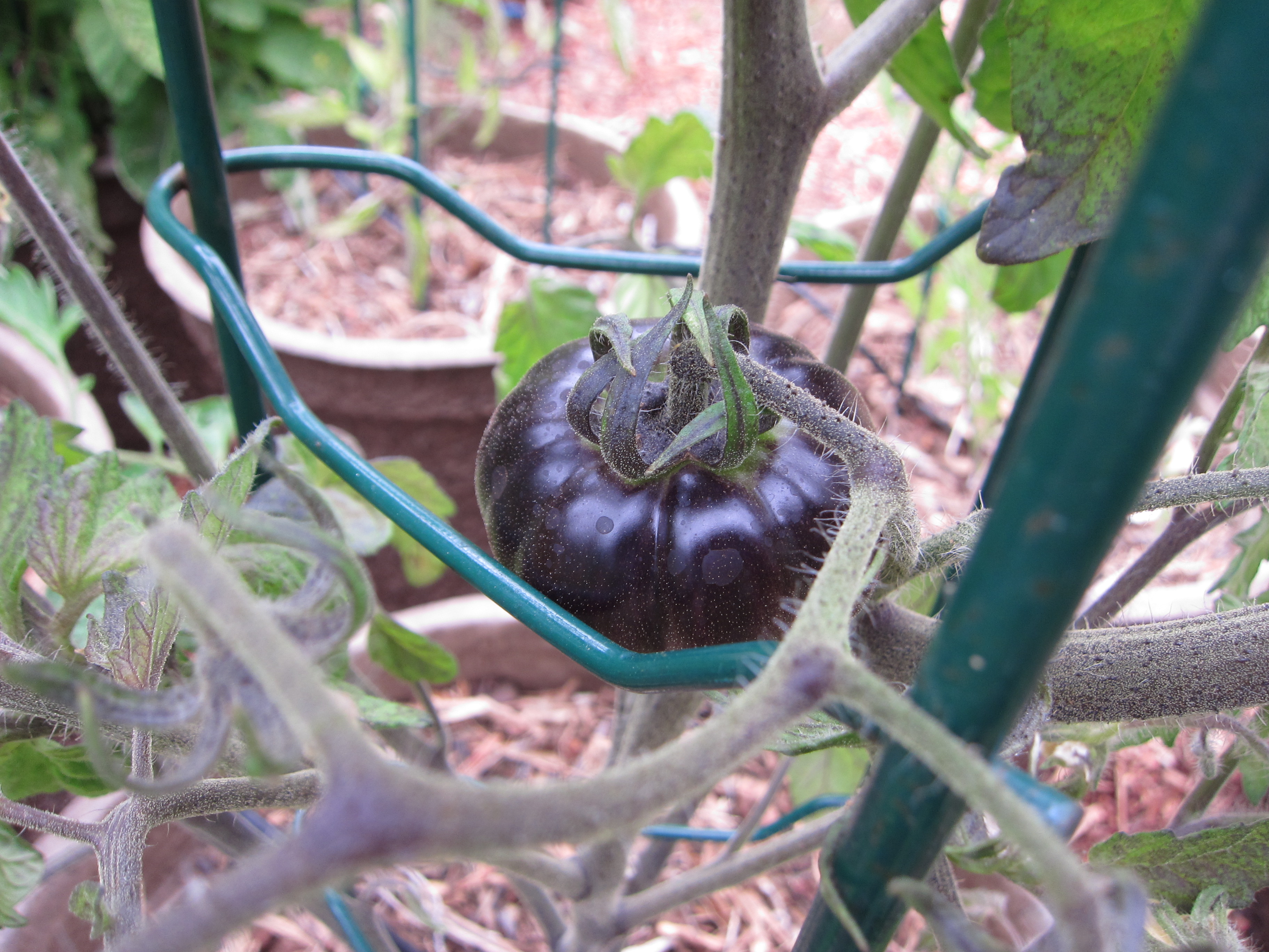 Blue Beauty tomato shows true blue. We just fed the tomatoes with compost tea. 