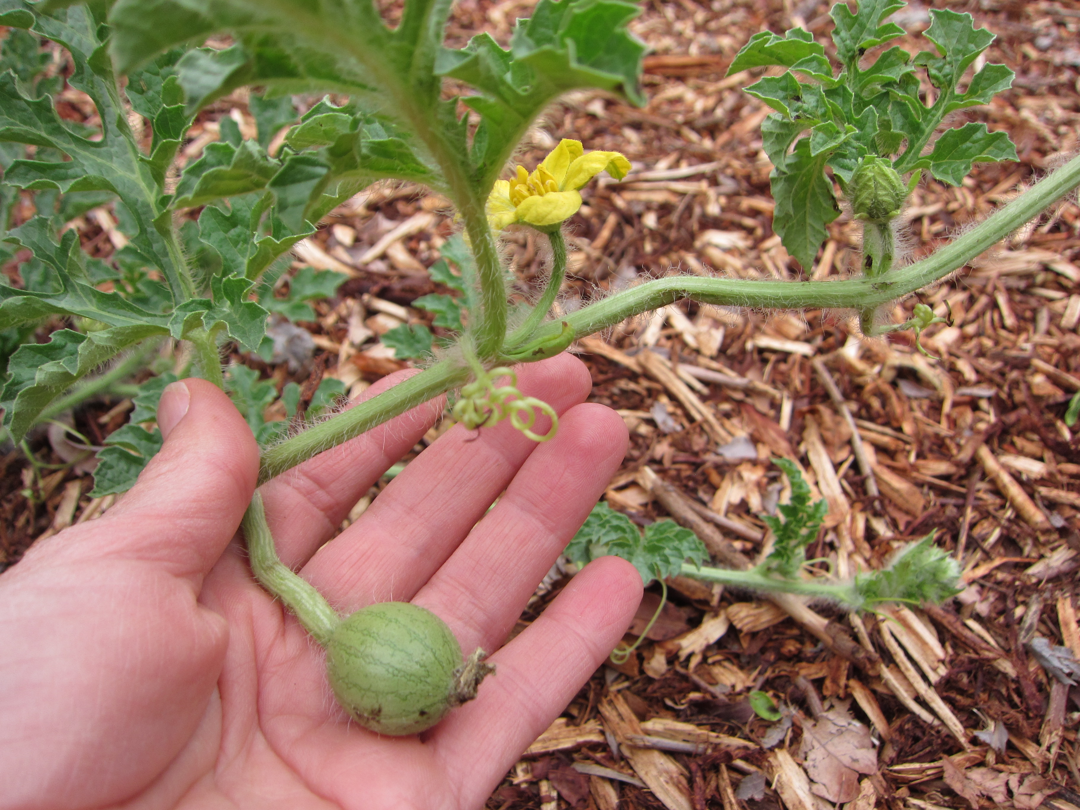 Our volunteer watermelon is setting fruit. We fed with compost tea this week to help it a long. 