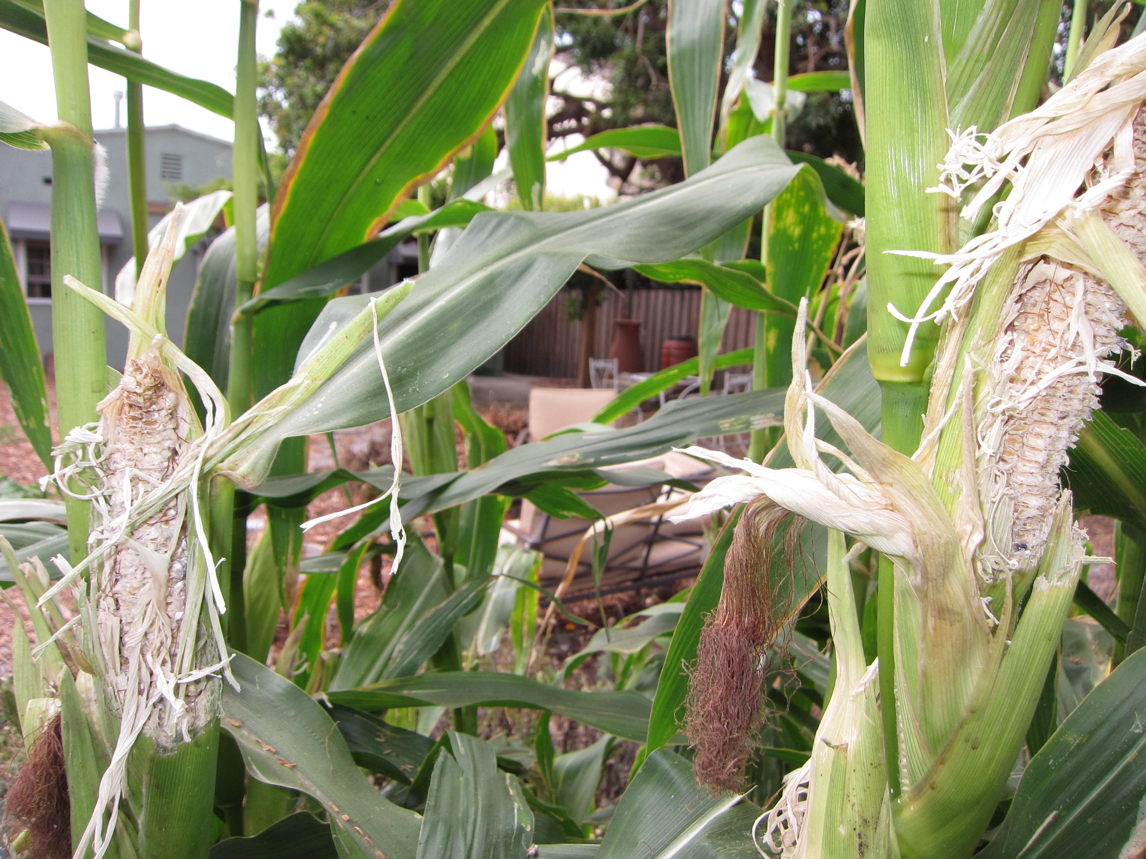 Rats attack our corn with a vengeance.