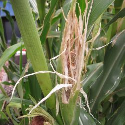 Corn Fail – Rats Again!