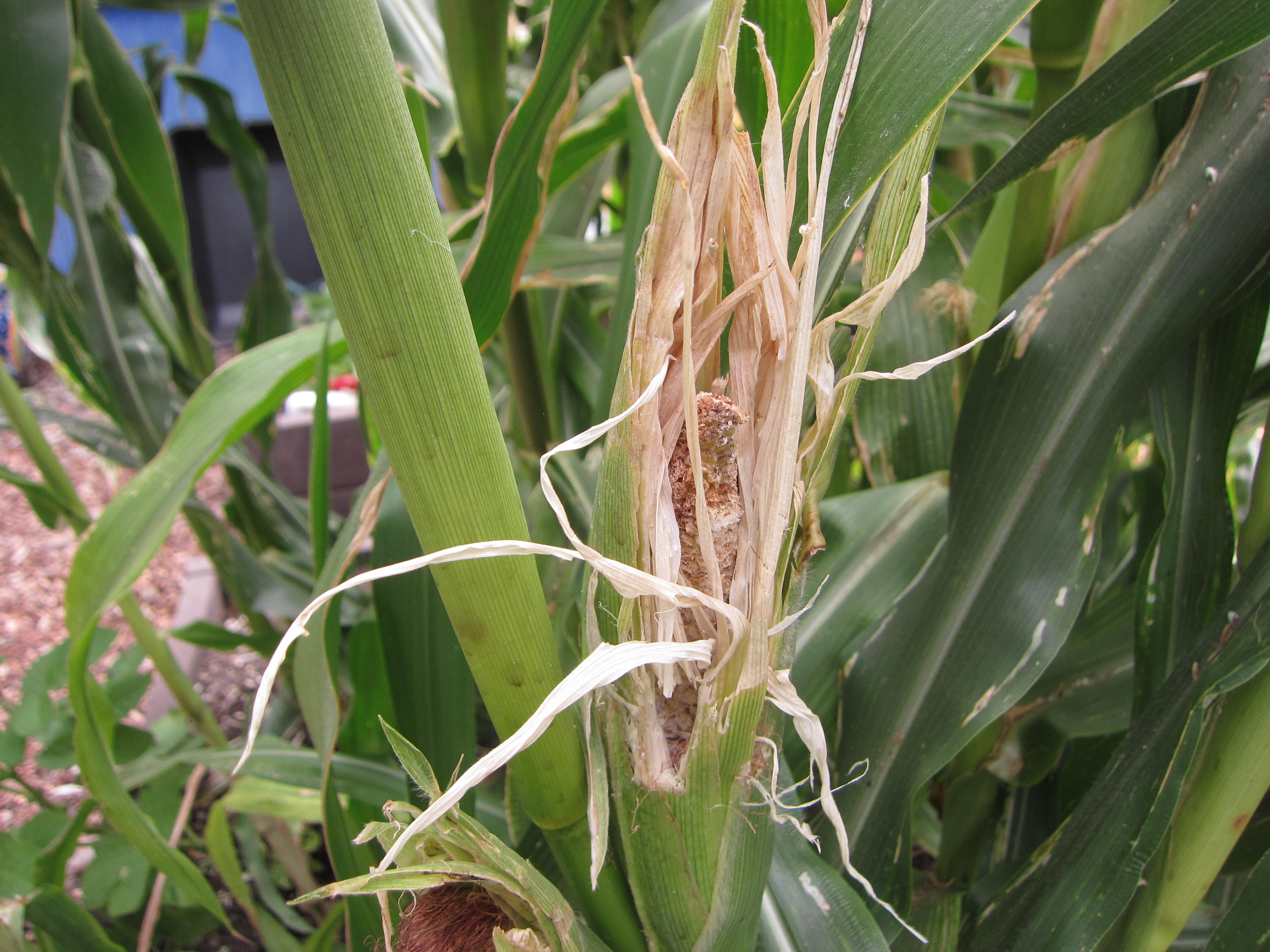 Our sad corn after a rat attack. 