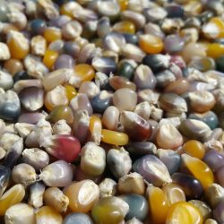 Harvesting Glass Gem Popping Corn