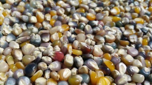 Read more about the article Harvesting Glass Gem Popping Corn