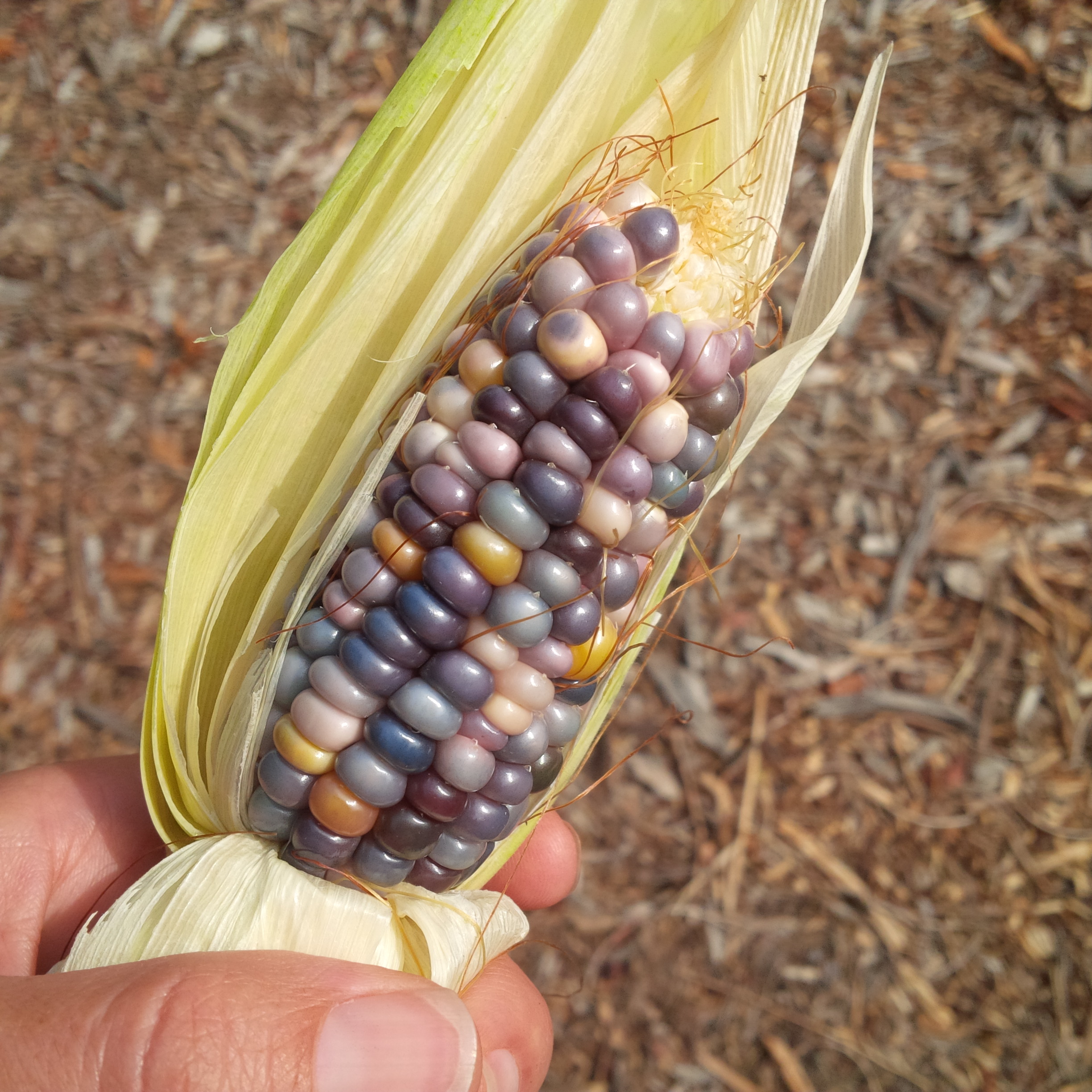 How to Plant Rainbow Corn in Your Garden