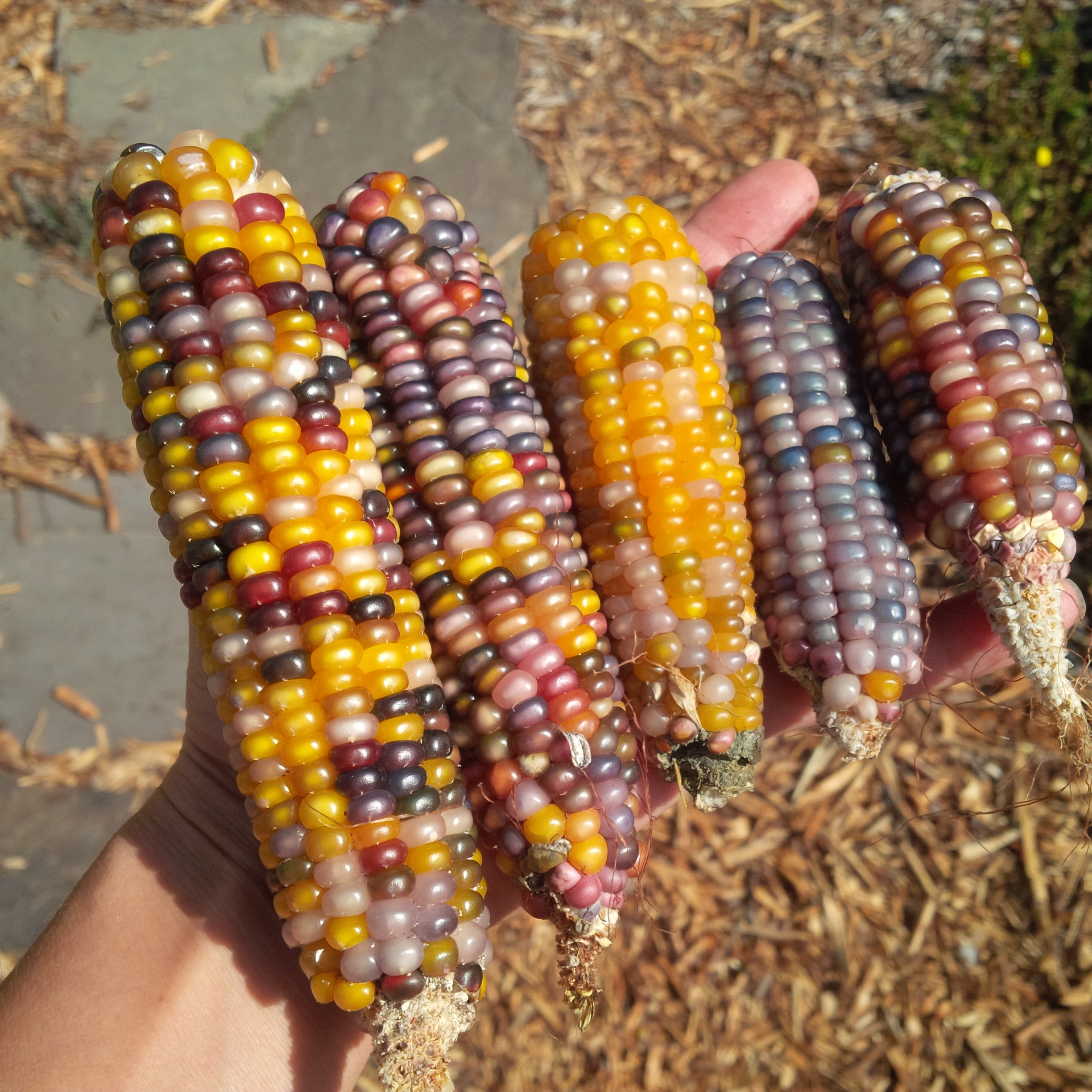 Harvesting Glass Gem Popping Corn - Gardenerd