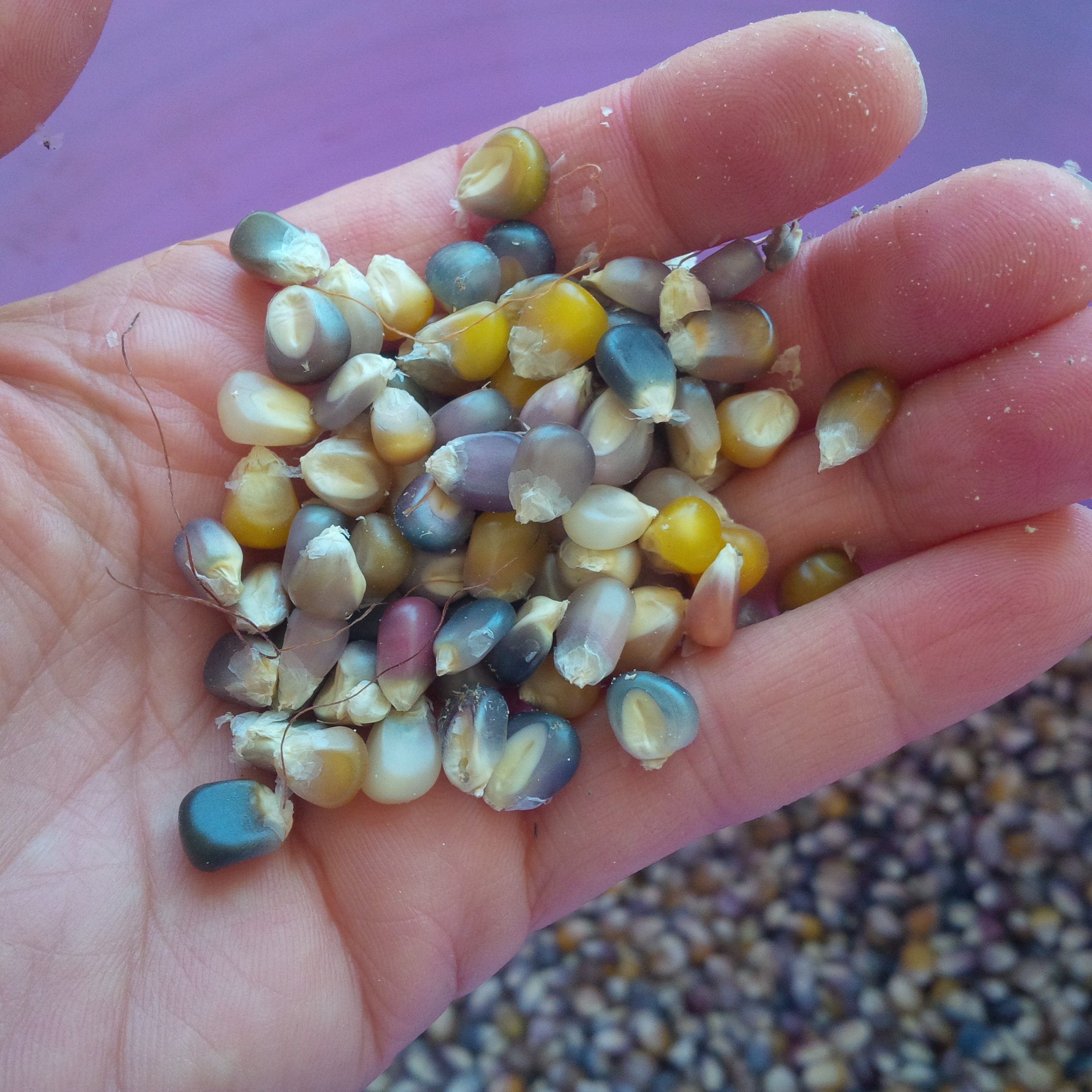 Harvesting Glass Gem Popping Corn - Gardenerd