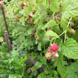 Field Trip: Community Gardens in York, England