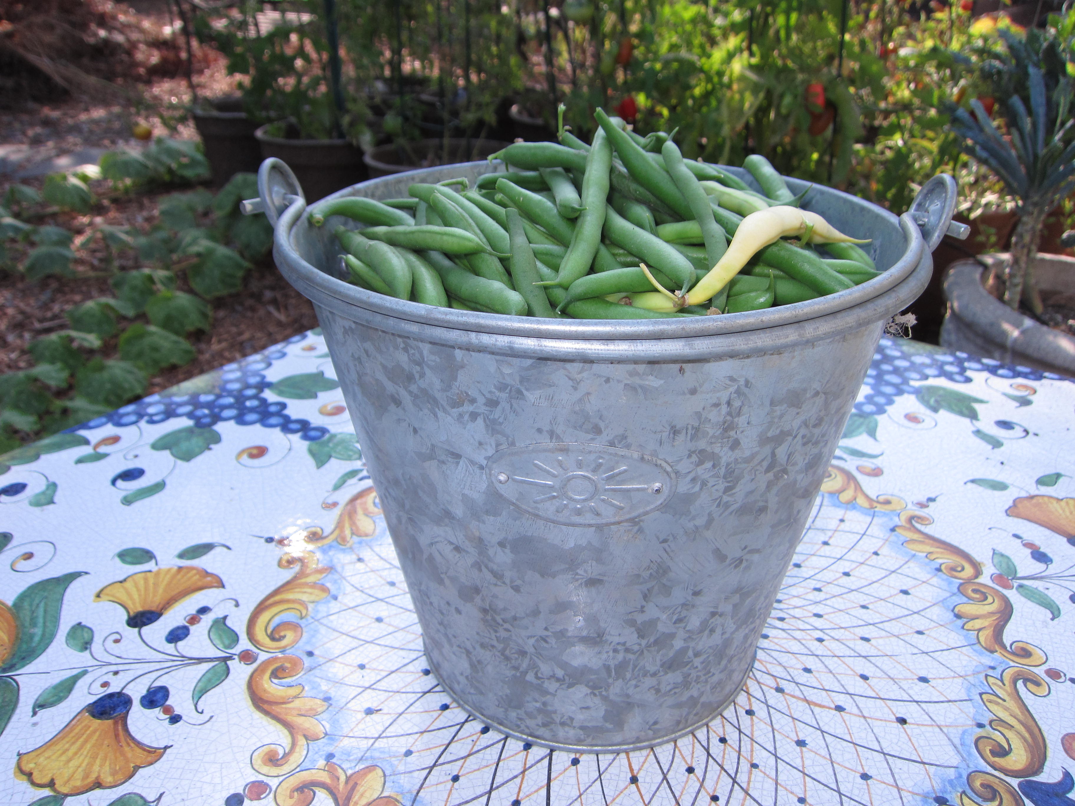 Cleaning up the Scarlet runner beans and storing the tubers for a