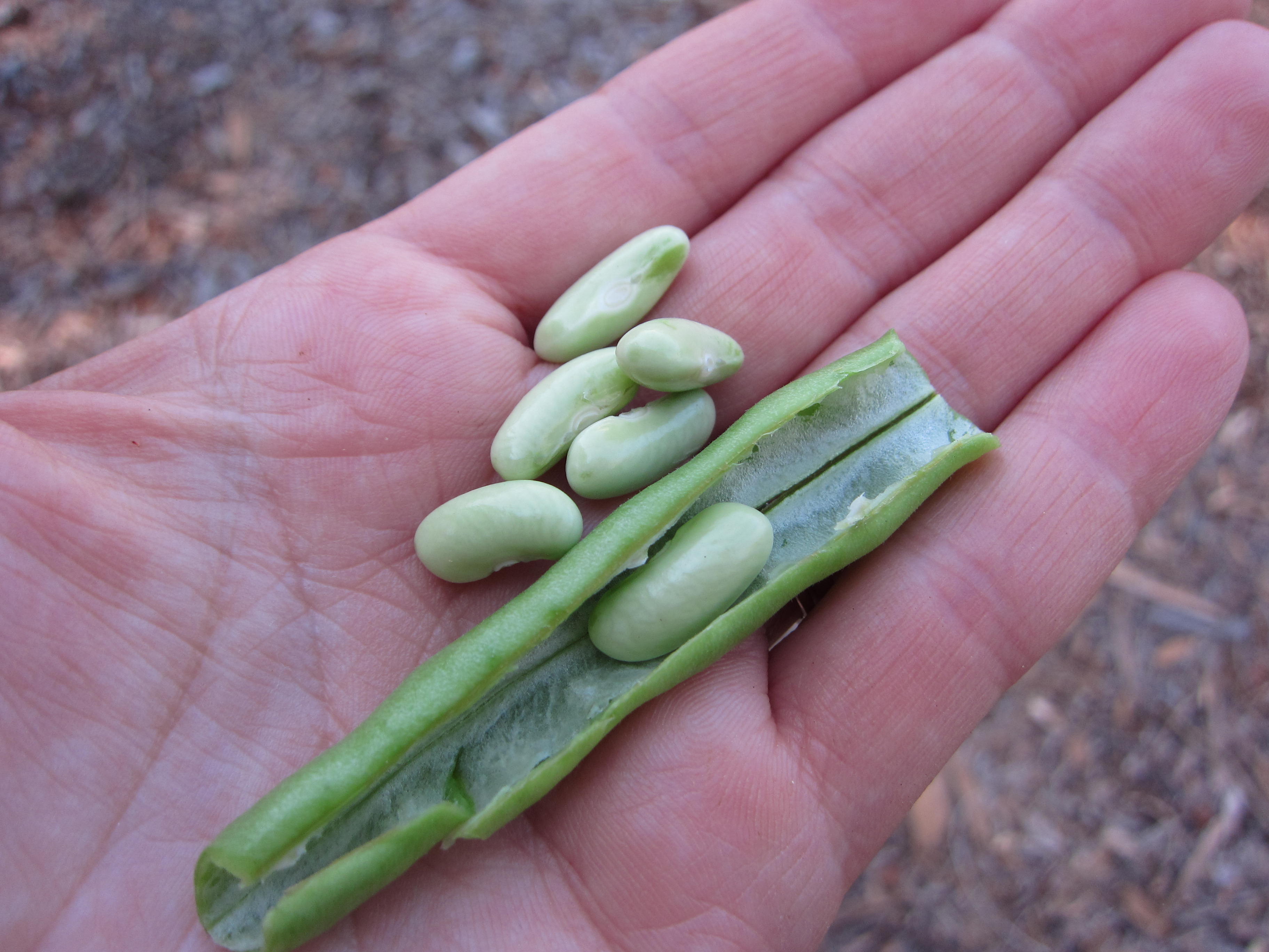 Can dogs eat shop raw runner beans