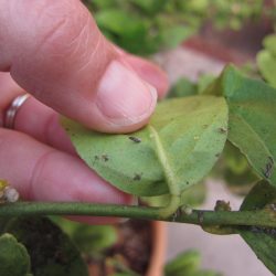 Asian Citrus Psyllid in My Backyard