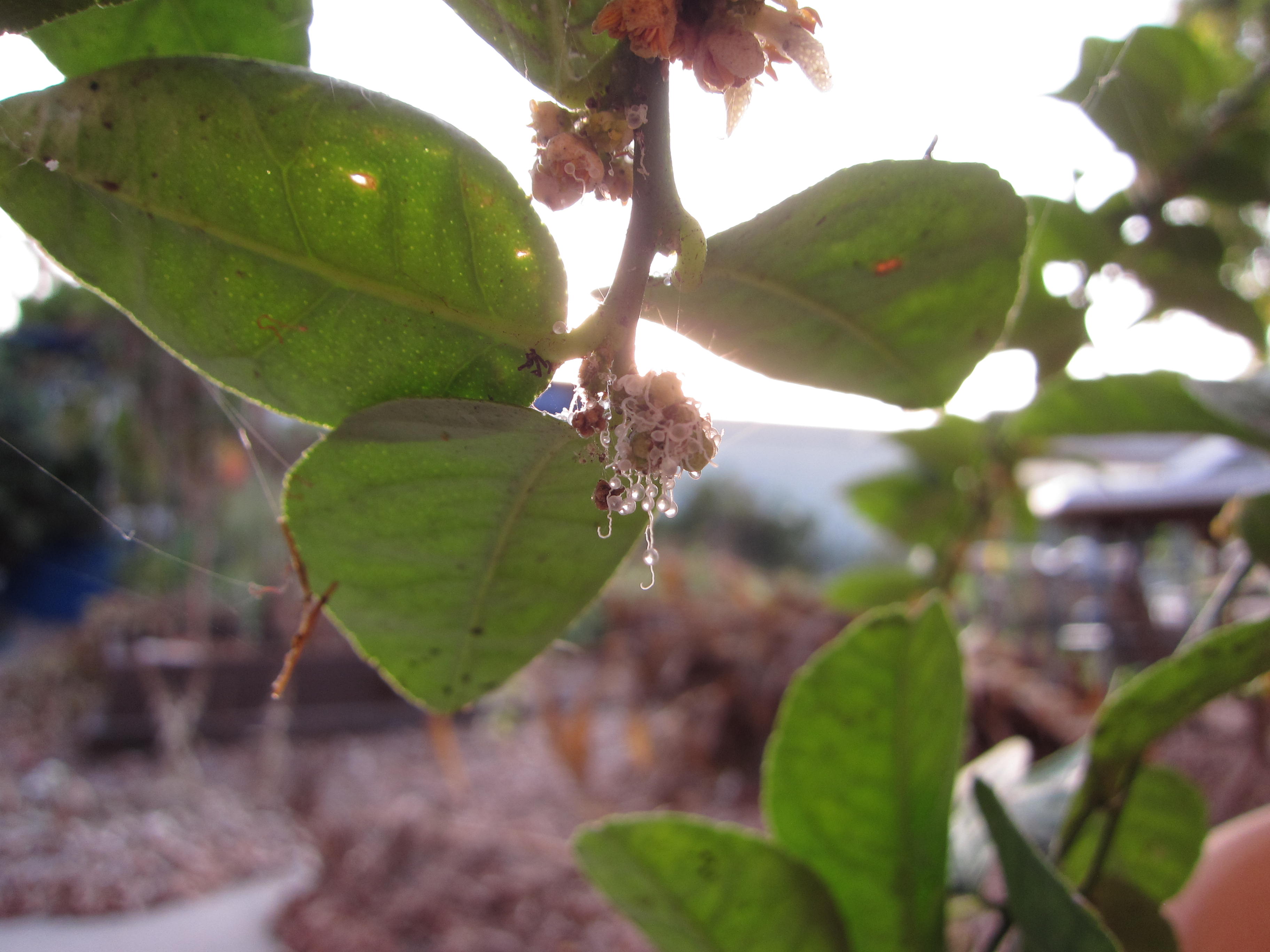 Evidence of the Asian Citrus Psyllid on a cluster of lime flower buds.
