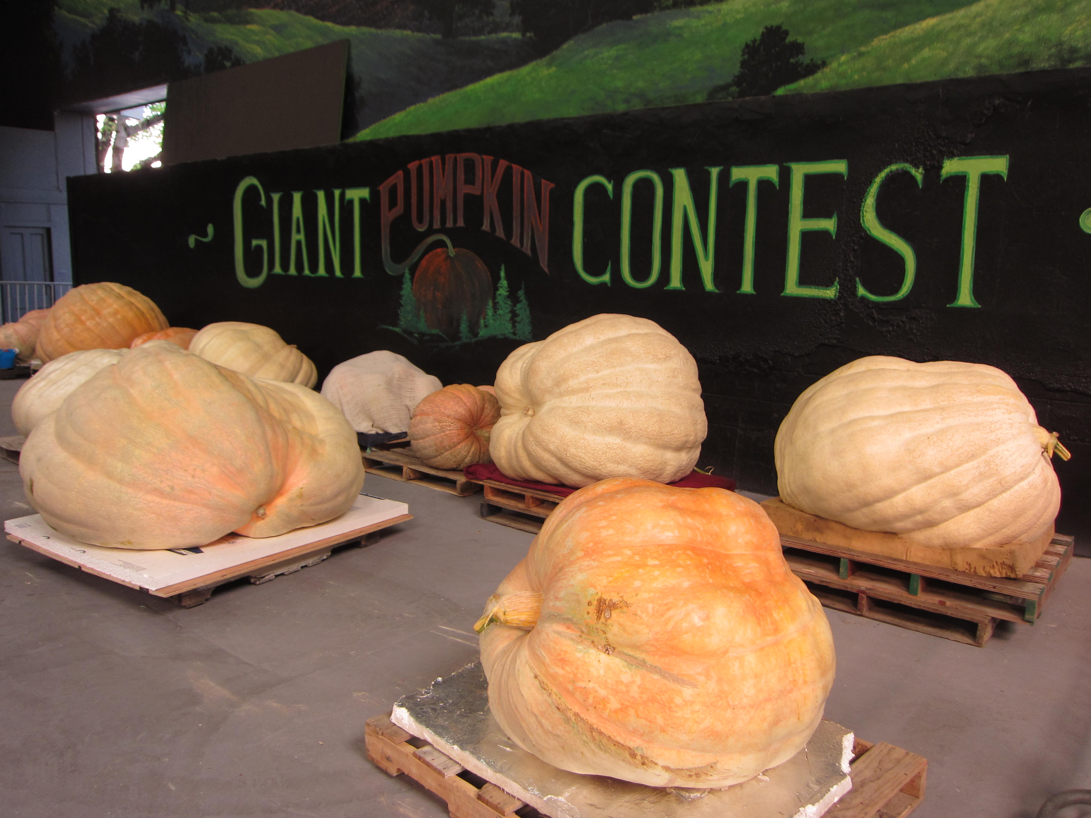 It's not a fair without the giant pumpkin contest.
