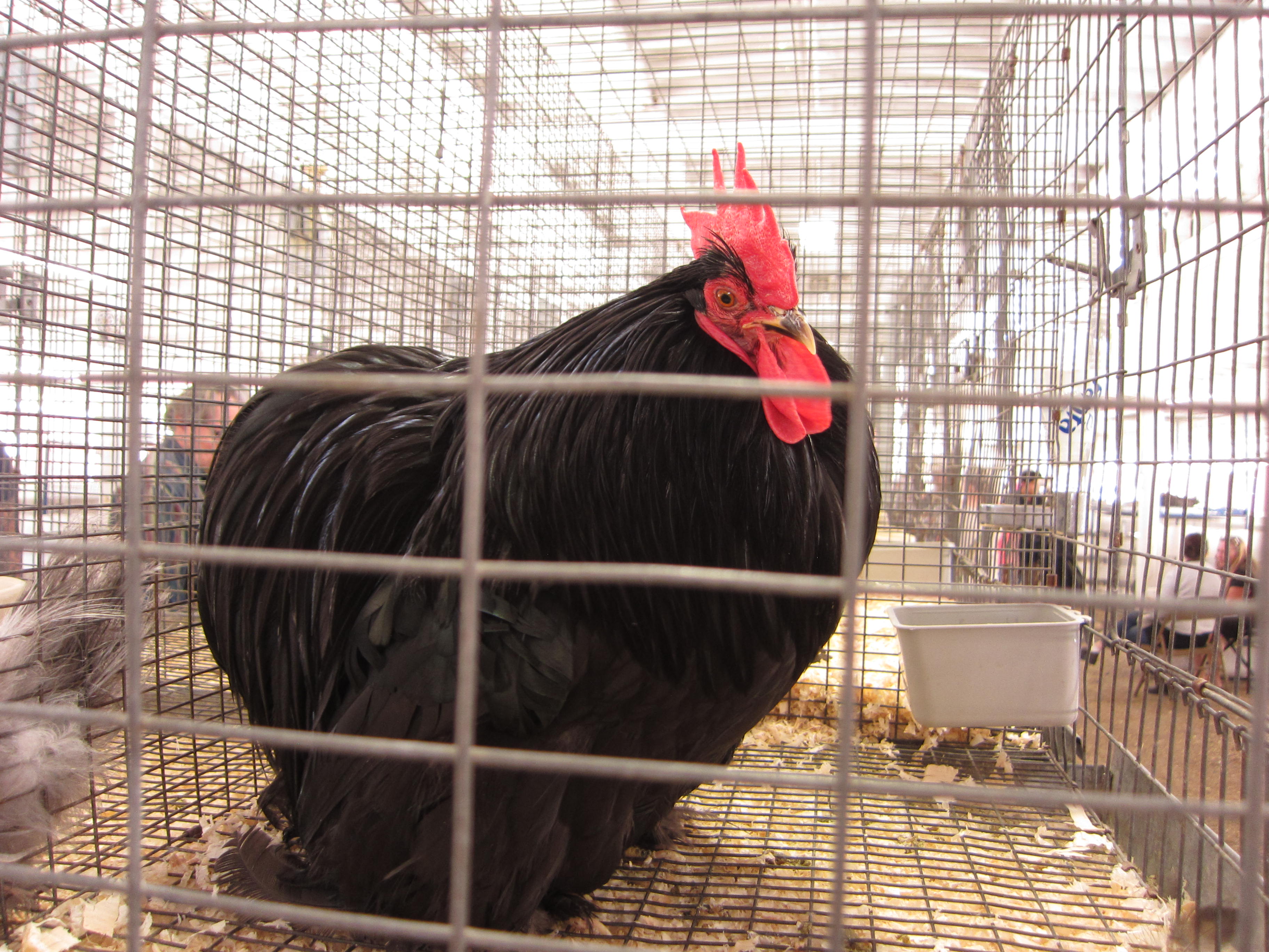 The heritage breed display showcased gorgeous chickens of all shapes and colors. 