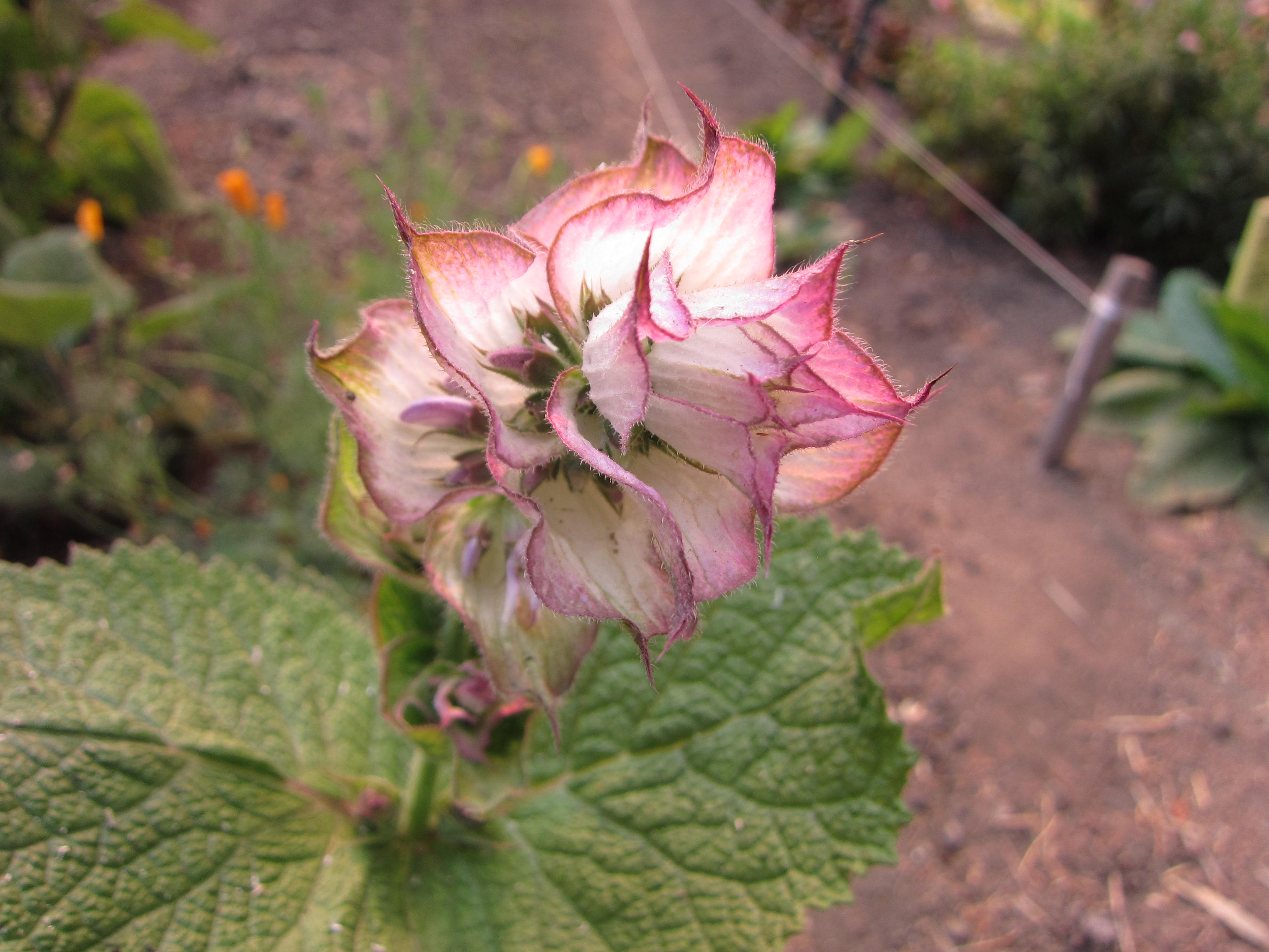 Flowers are a huge part of the Esalen ecosystem. 