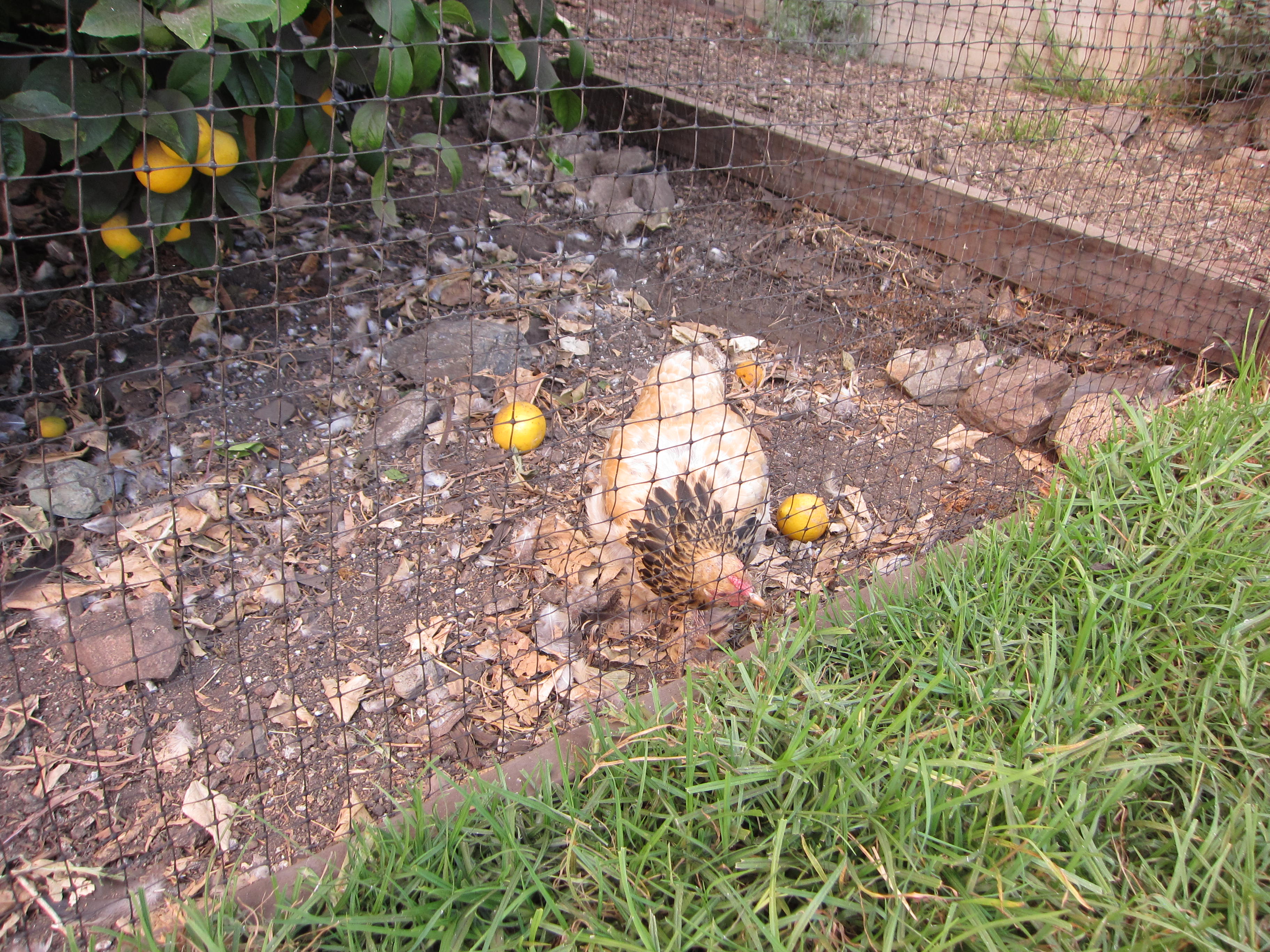 This hen eats the grass through the bird netting. She doesn't care for lemons. 